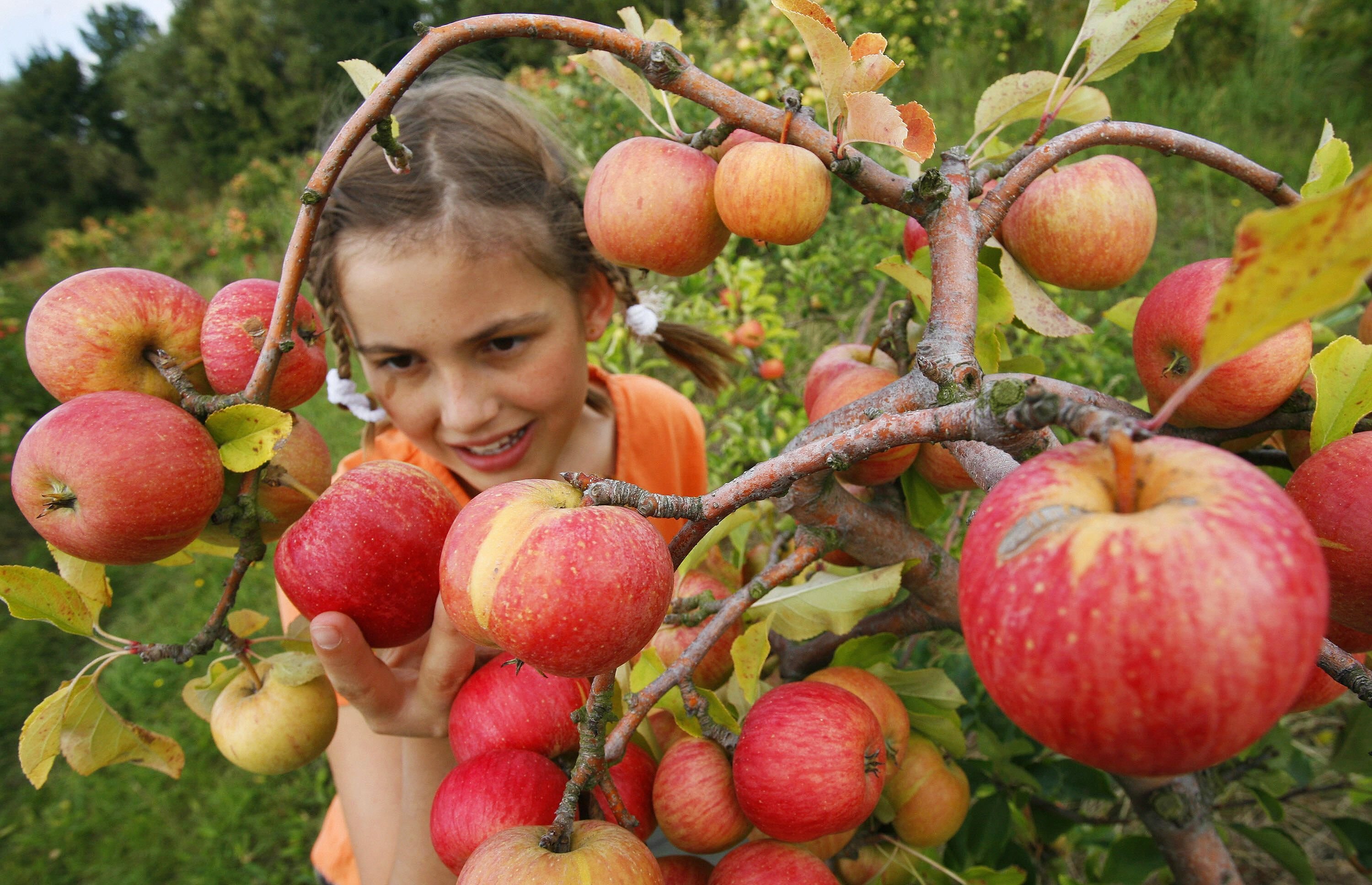 Замечены яблоки. Яблоки в саду. Сбор яблок в саду. Сбор урожая в яблоневом саду. Яблоня с яблоками.
