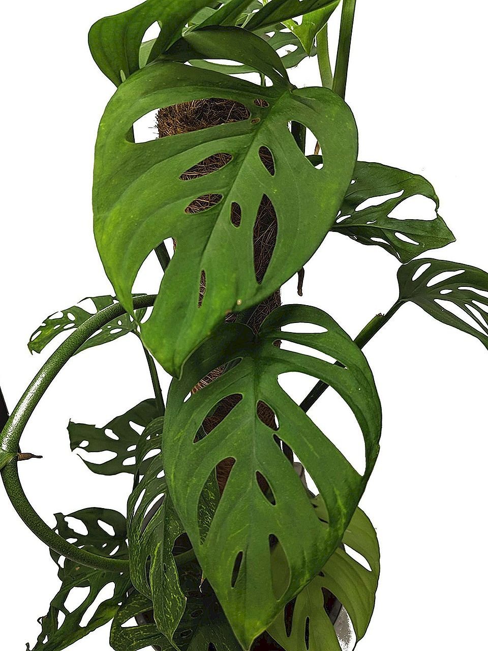 Тотем для монстеры. Monstera adansonii. Адансони монстера Адансона. Монстера ланиата. Монстера Адансона растение.