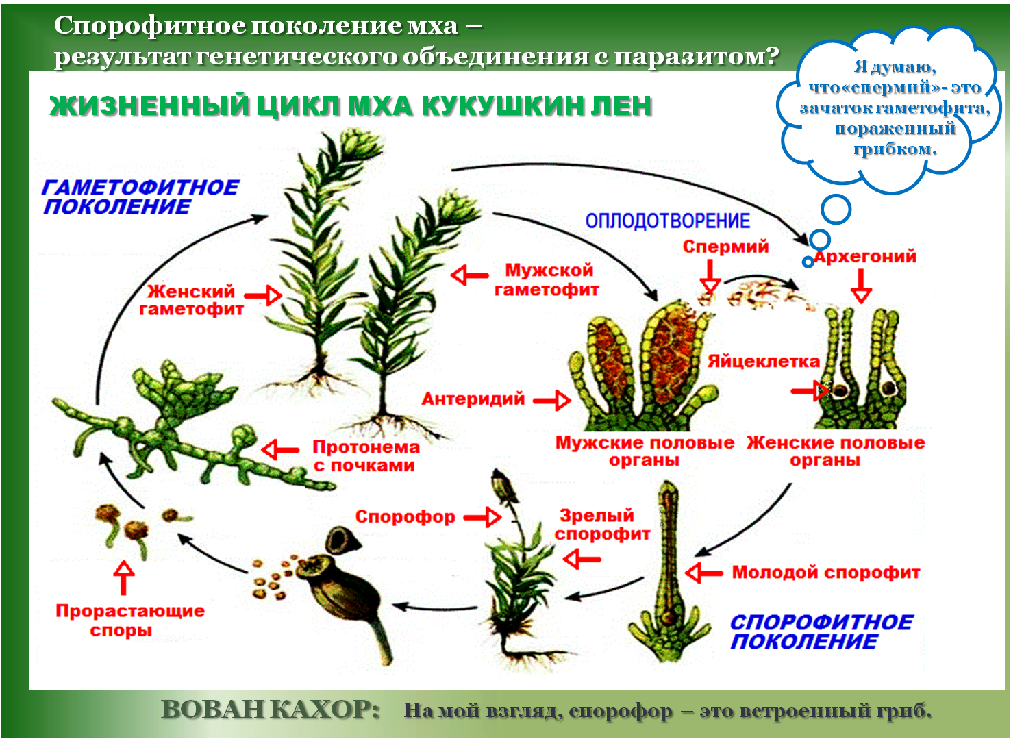 Жизненный цикл мха последовательность