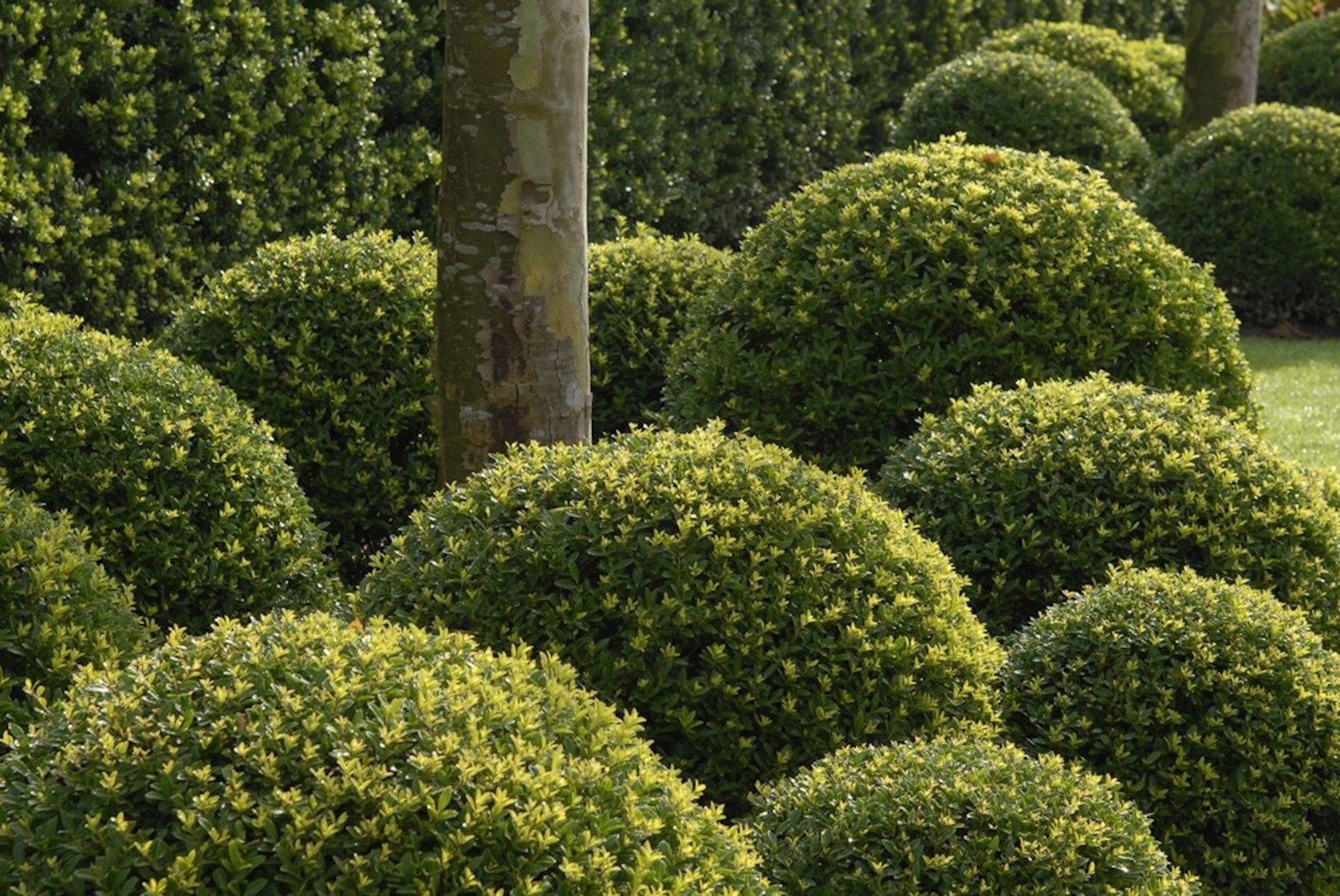 Вечнозеленый почему. Самшит Буксус. Самшит Балеарский Buxus Balearica. Вечнозеленый кустарник самшит. Самшит вечнозеленый suffruticosa.