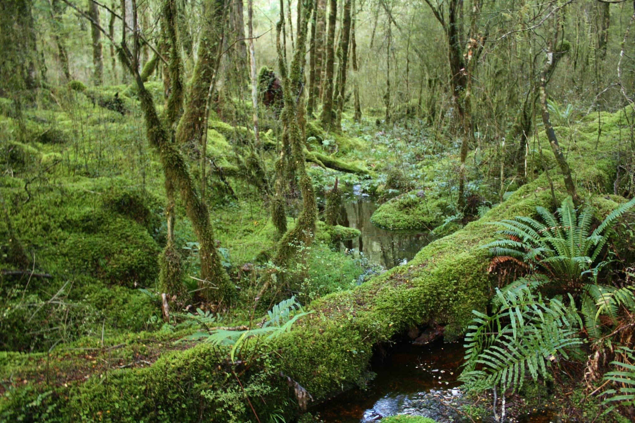 Зона влажных лесов австралии. Нижний ярус тропического леса. Полувечнозеленый тропический лес. Растительный мир сельвы в Южной Америке. Листопадные тропические леса.