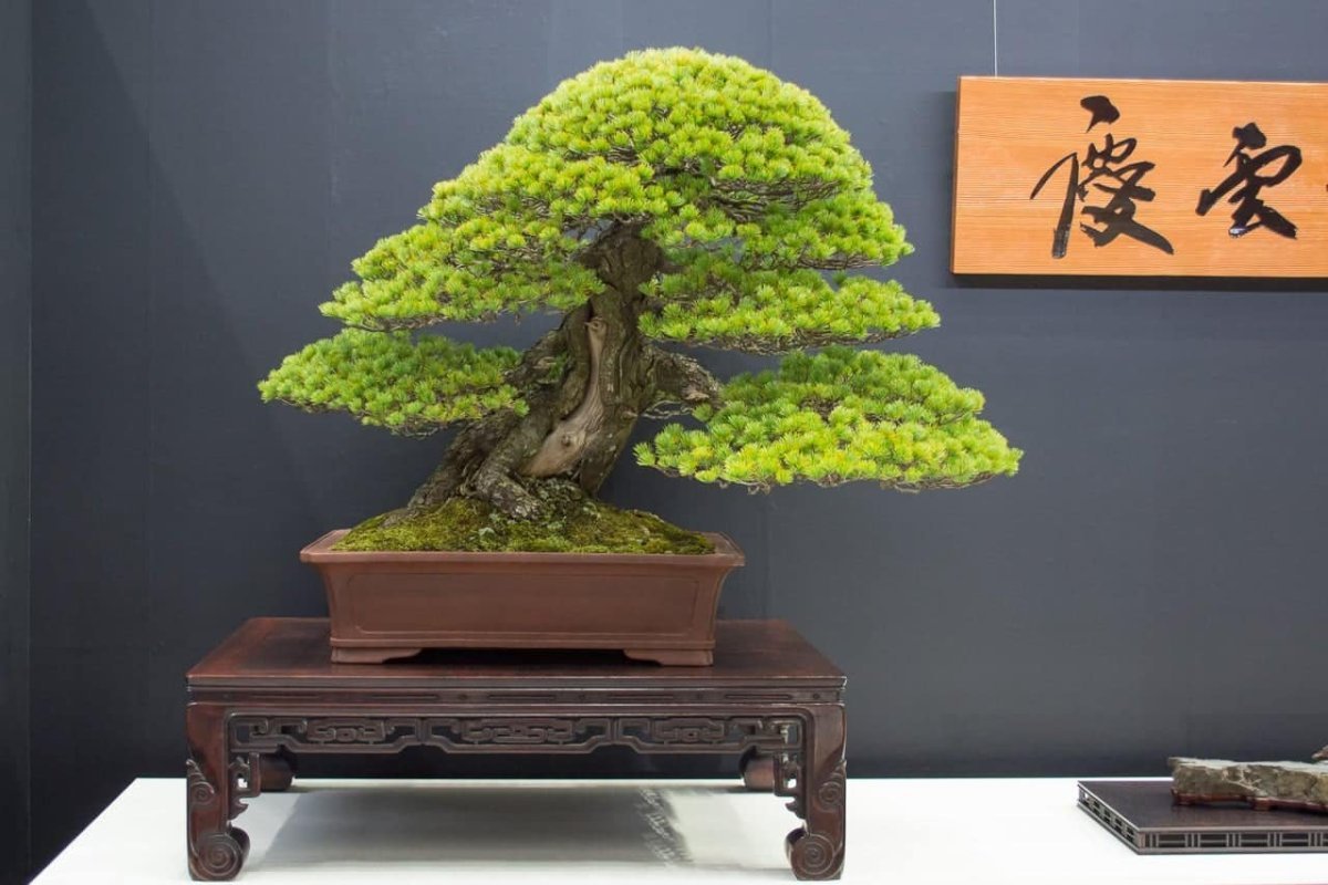 Dragon Tree Bonsai