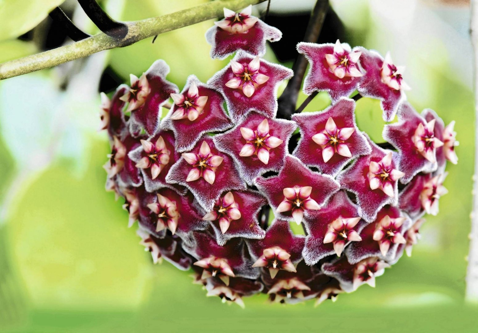 Hoya pubicalyx Royal Hawaiian Purple