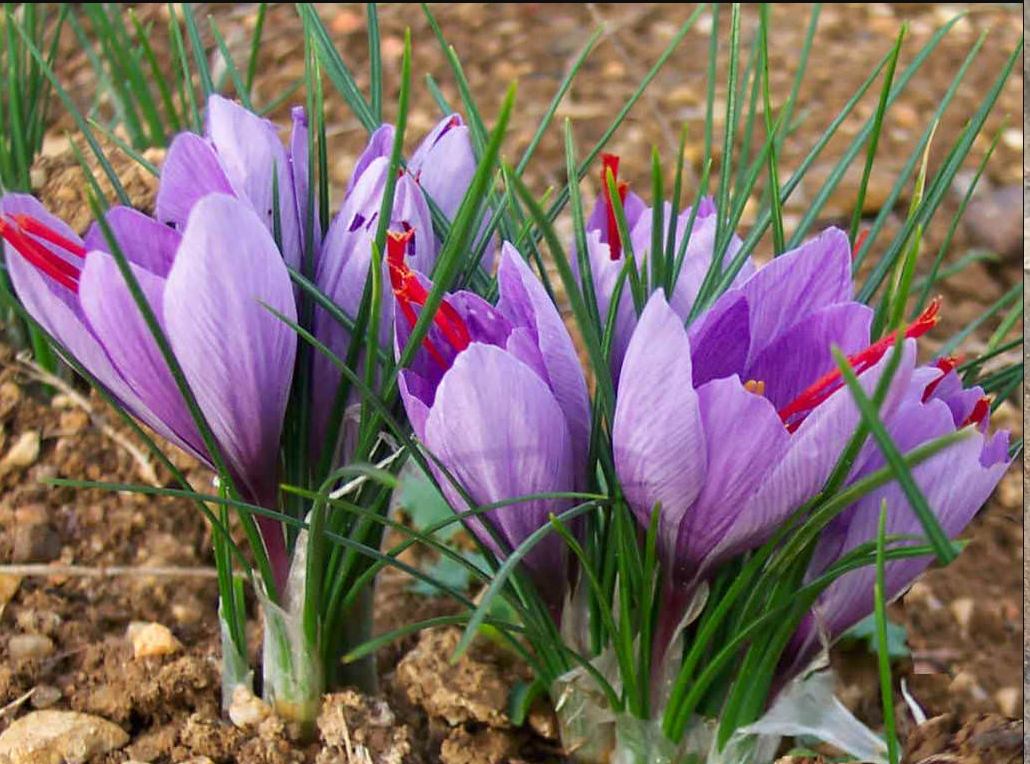 Какое наказание крокус. Шафран - Crocus sativus.. Крокус Шафран посевной. Sativus Saffron Крокус. Крокус Шафран цветок.