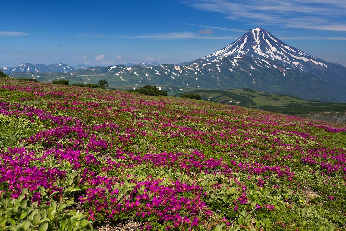 Растительность камчатки