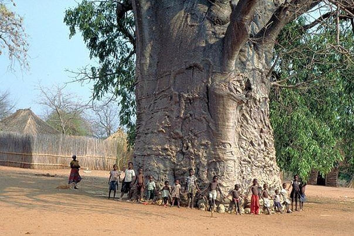самый большой дуб в мире фото
