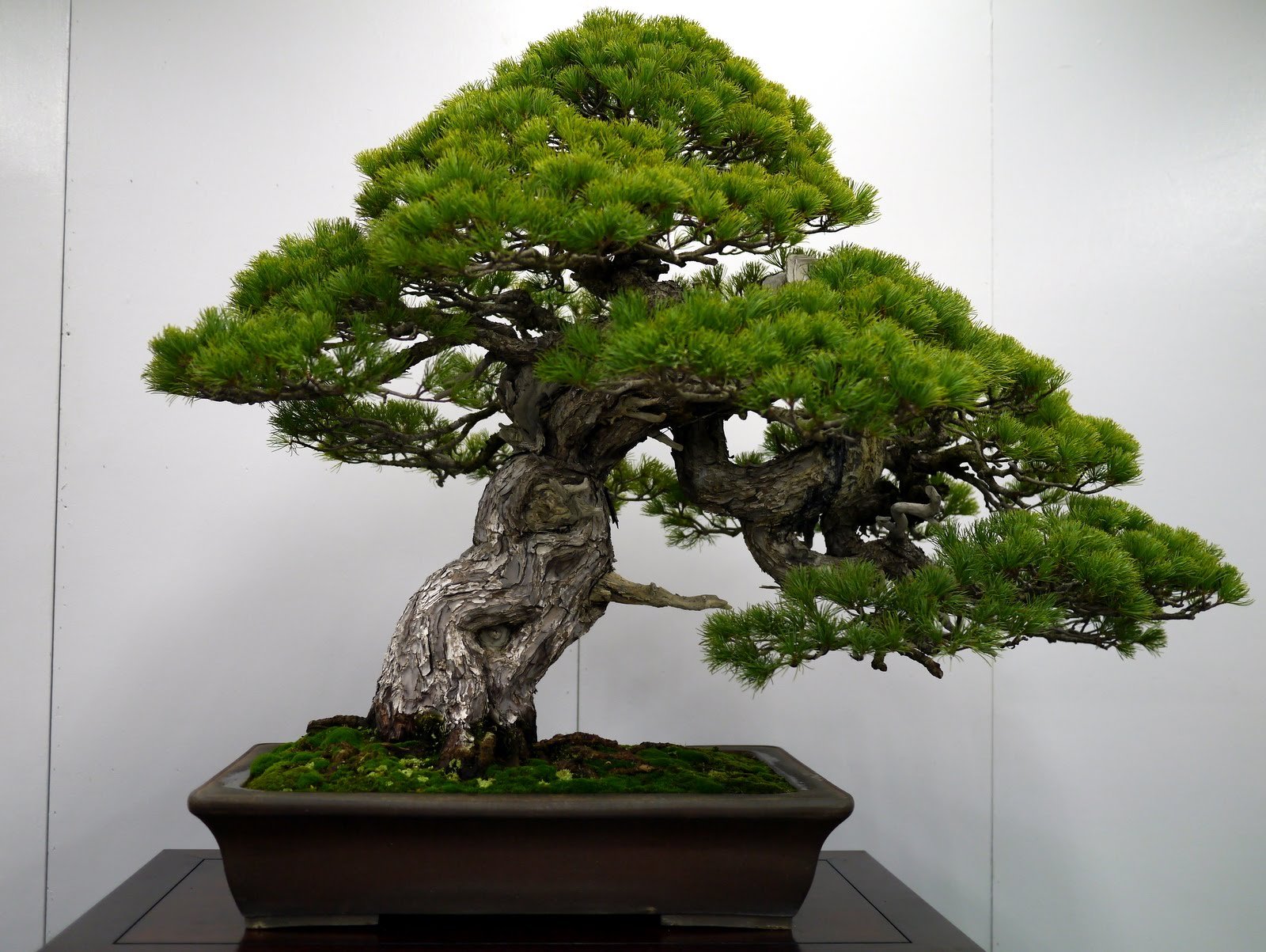 Дерево Bonsai 4k