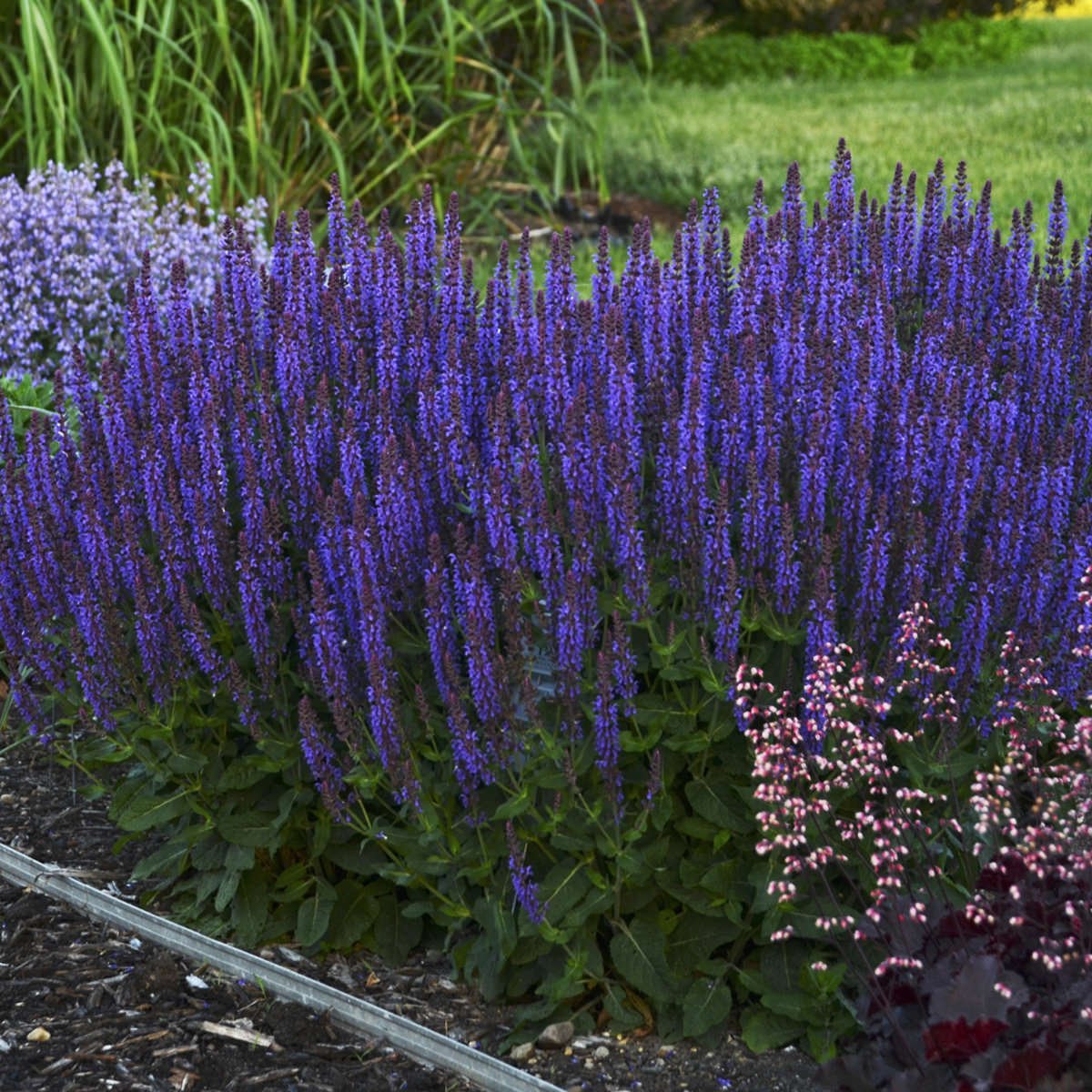 Шалфей Salvia hybrida amante