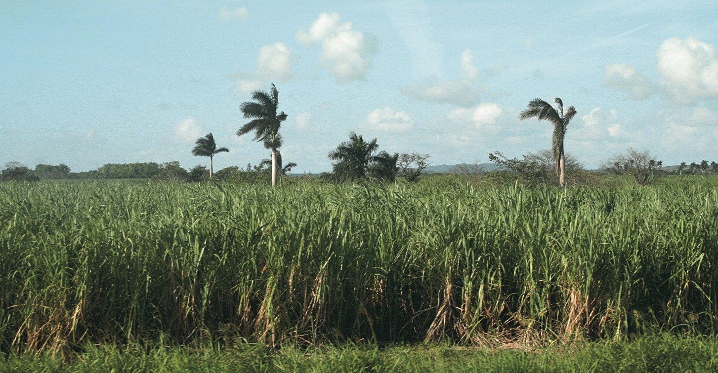 Сахарный тростник в россии. Сахарный тростник Доминикана. Плантации сахарного тростника Доминикана. Куба сахарный тростник плантации. Плантации сахарного тростника в Бразилии.