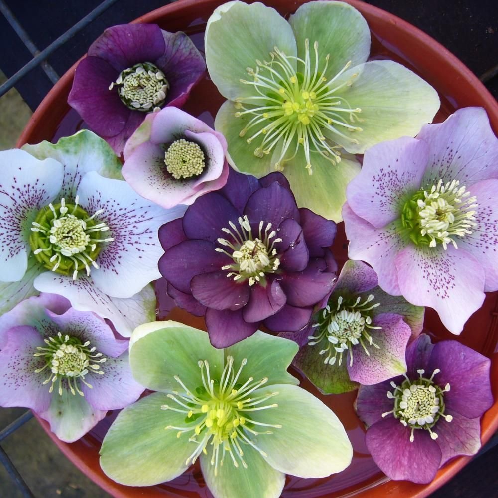 Funning flowers. Морозник. Морозник цветок. Морозник фиолетовый. Морозник зеленый цветок.