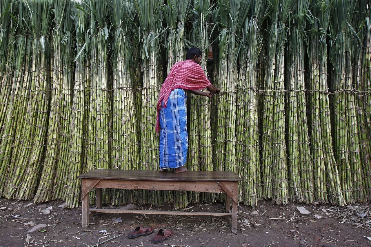 Сахарный тростник сбор. Плантация сахарного тростника в Индии. Куба сахарный тростник плантации. Сахарный тростник в Индии. Сахарный тростник в Бразилии.