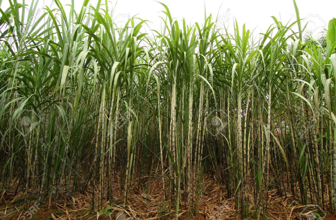 Бразилия сахарный тростник