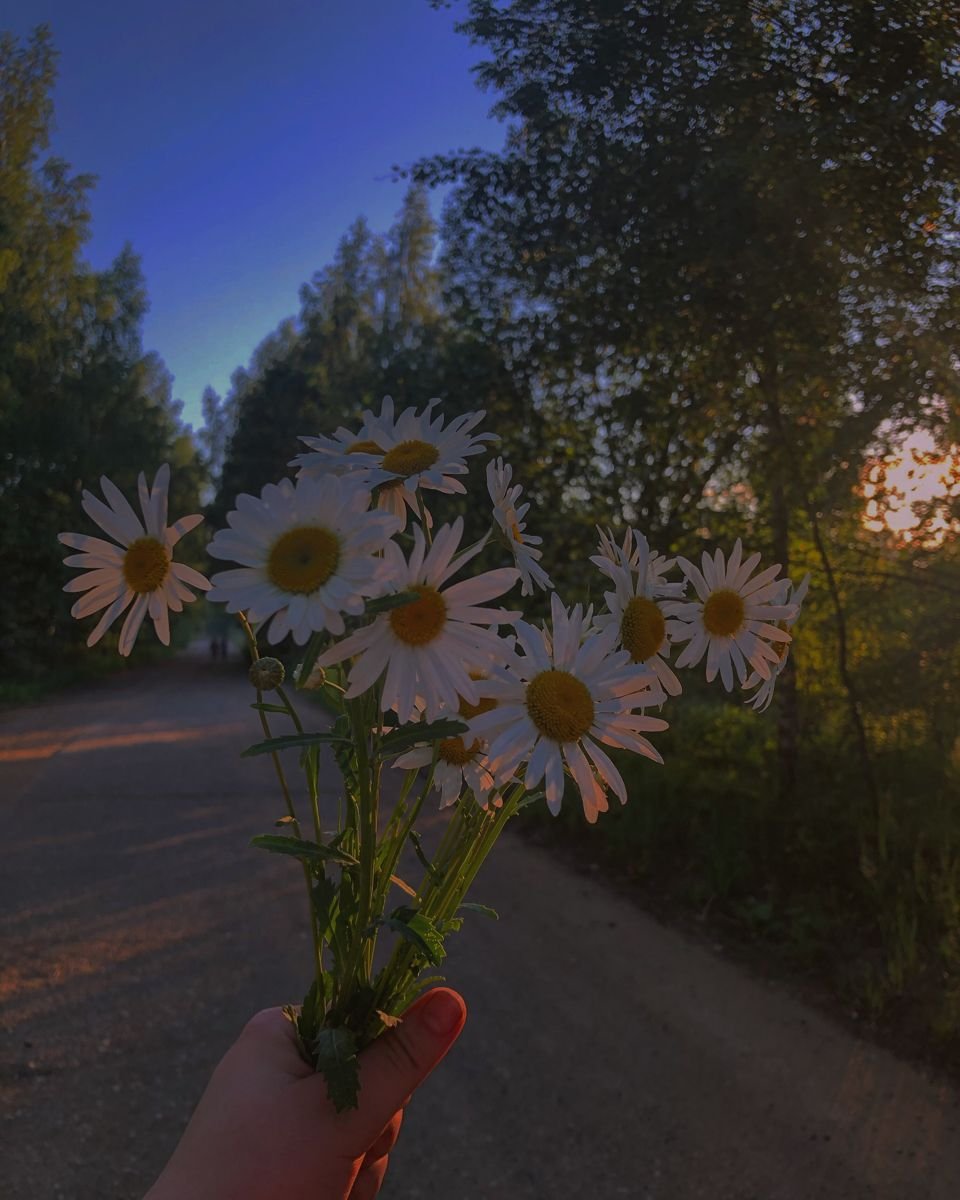 Поле ромашек Эстетика