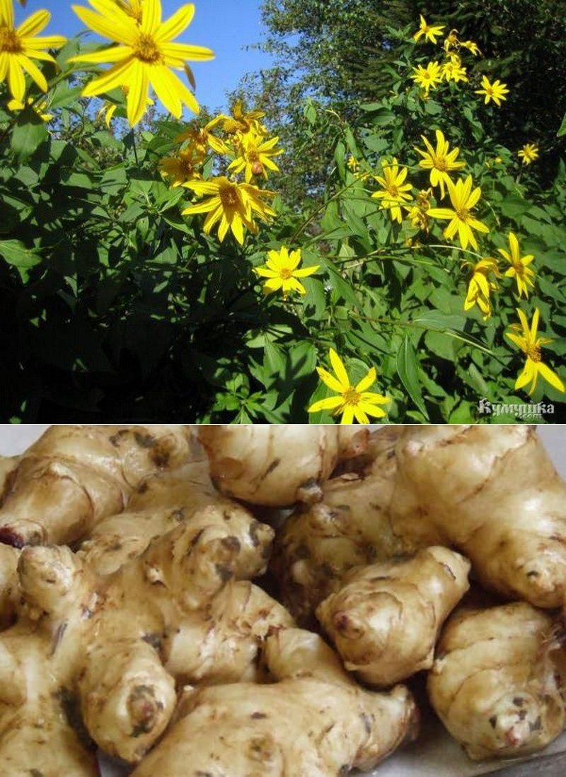 Топинамбур Helianthus tuberosus