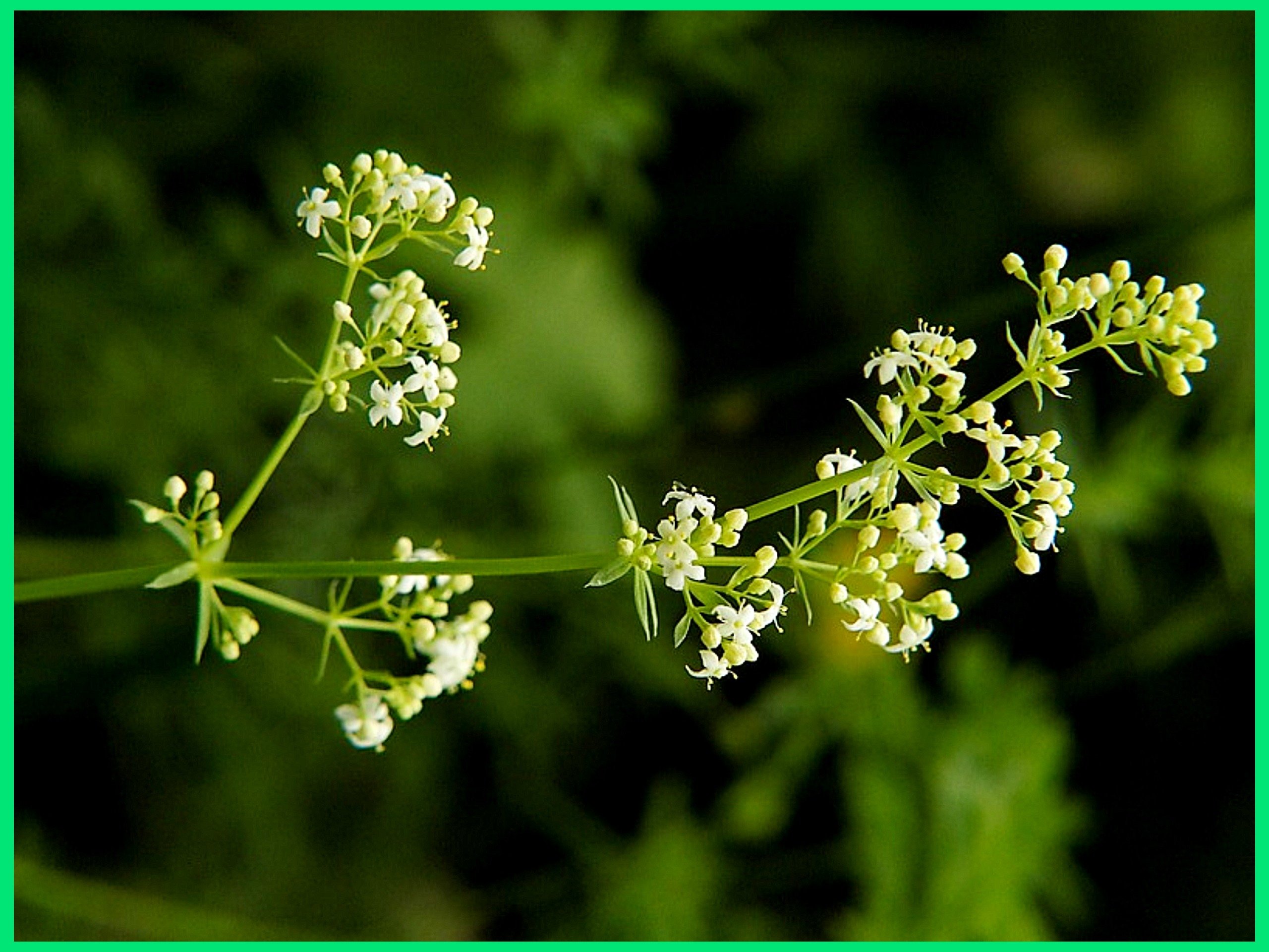 Подмаренник. Подмаренник (Галиум). Подмаренник мягкий Galium mollugo. Цветок подмаренник Северный. Подмаренник Шультеса.