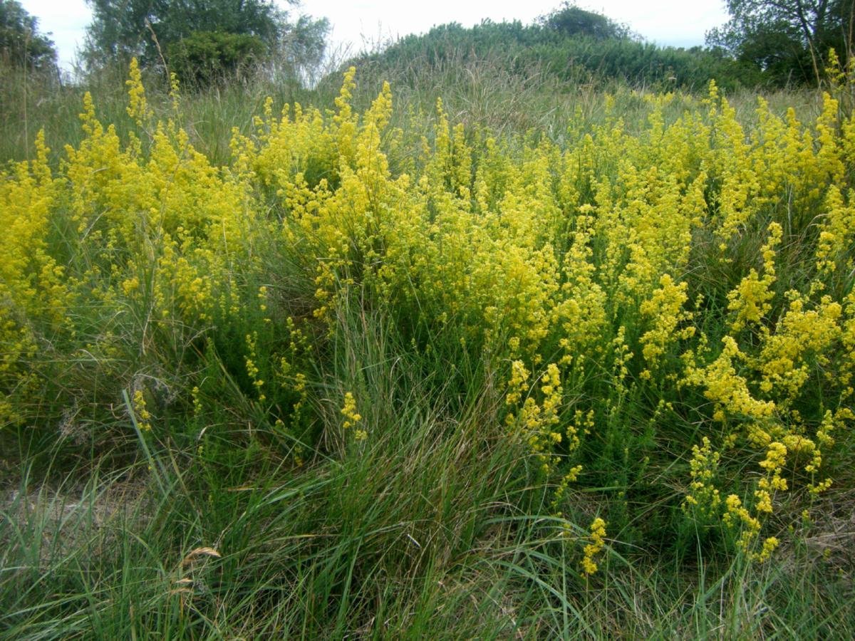 Подмаренник настоящий. Подмаренник (Галиум). Подмаренник желтый - Galium Verum. Трава подмаренник настоящий. Подмаренник обыкновенный (Galium Verum).