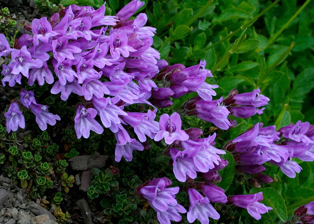 Penstemon Azureus