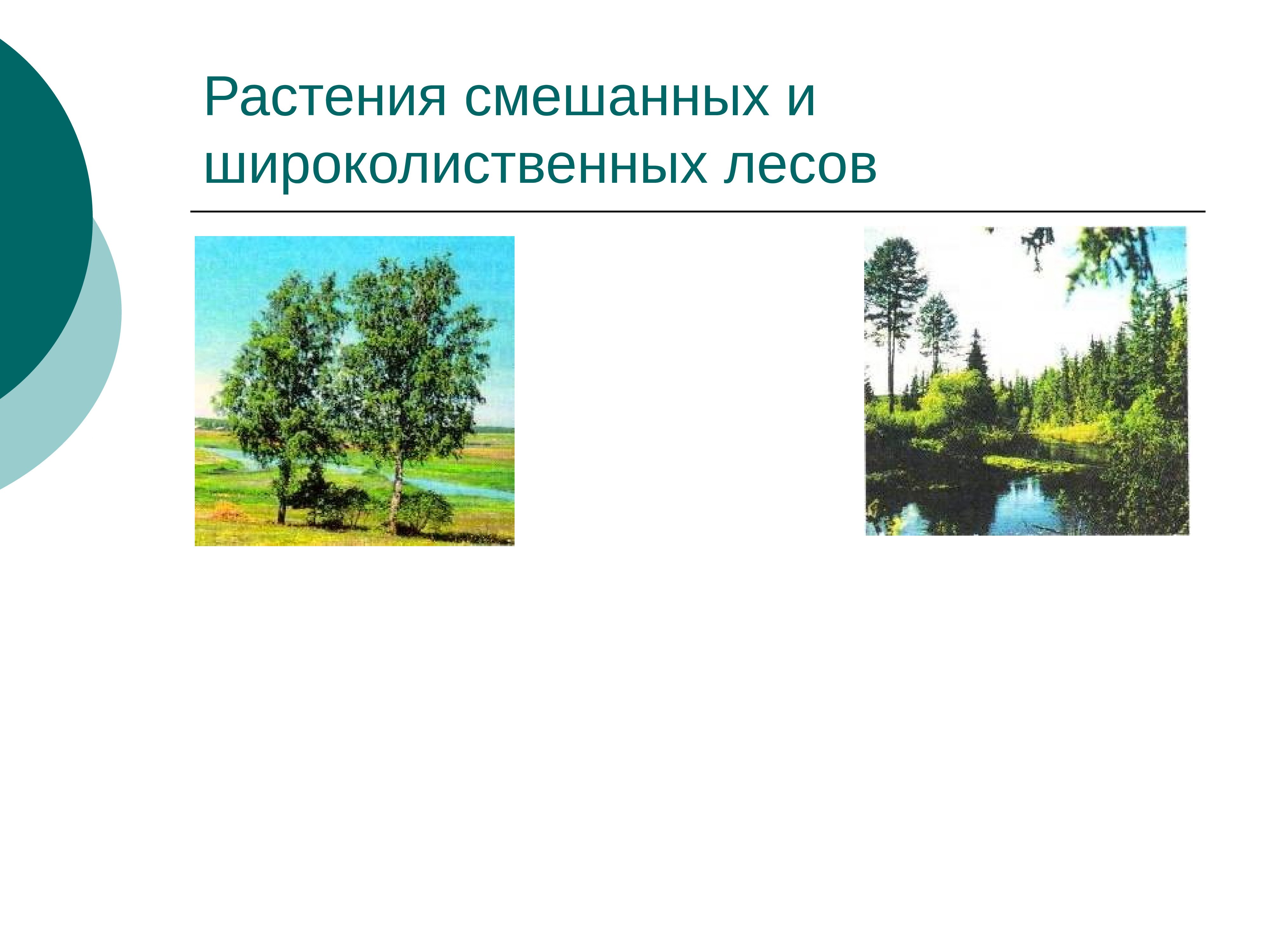 Приспособление растений в лесу. Растения зоны смешанных и широколиственных лесов России. Приспособление растений широколиственных лесов. Растения смешанных и широколиственных лесов. Приспособления растений в смешанных и широколиственных.