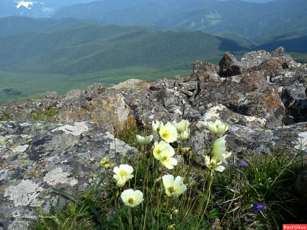 Растения хакасии