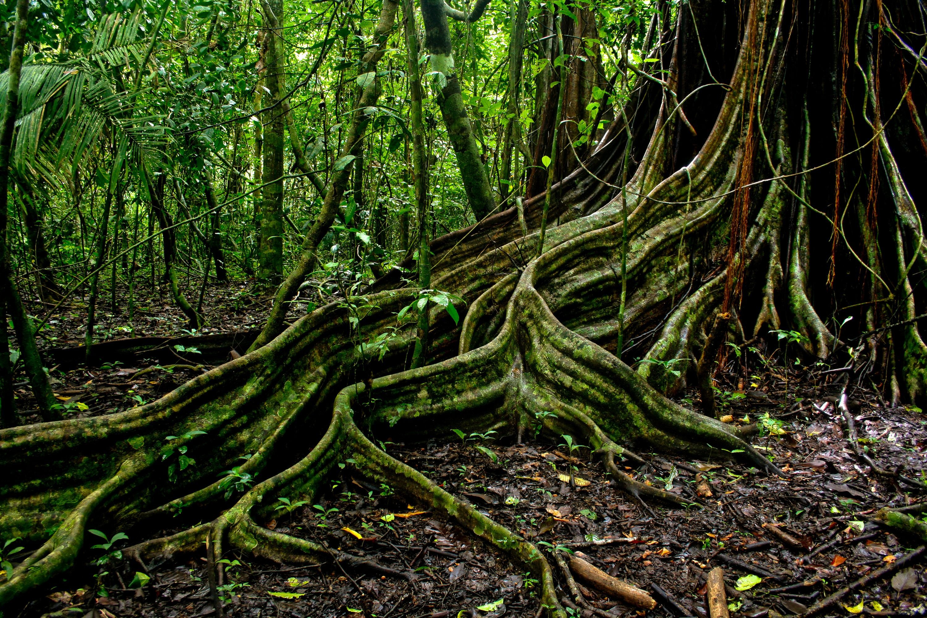 Большое количество лиан. Лианы плющи в джунглях. Тропические джунгли дерево лианы.