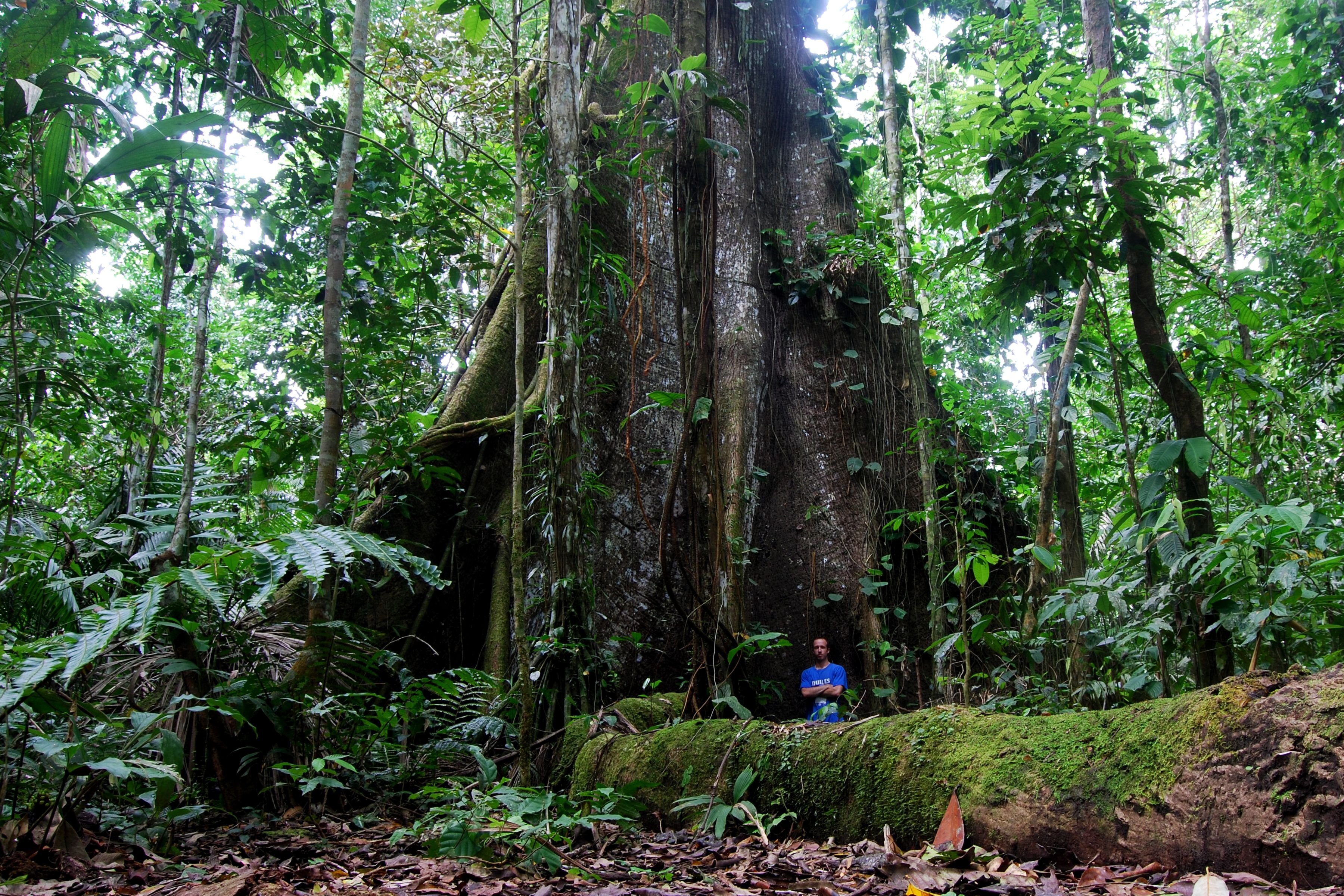 Комнатные Растения Экваториальных Лесов