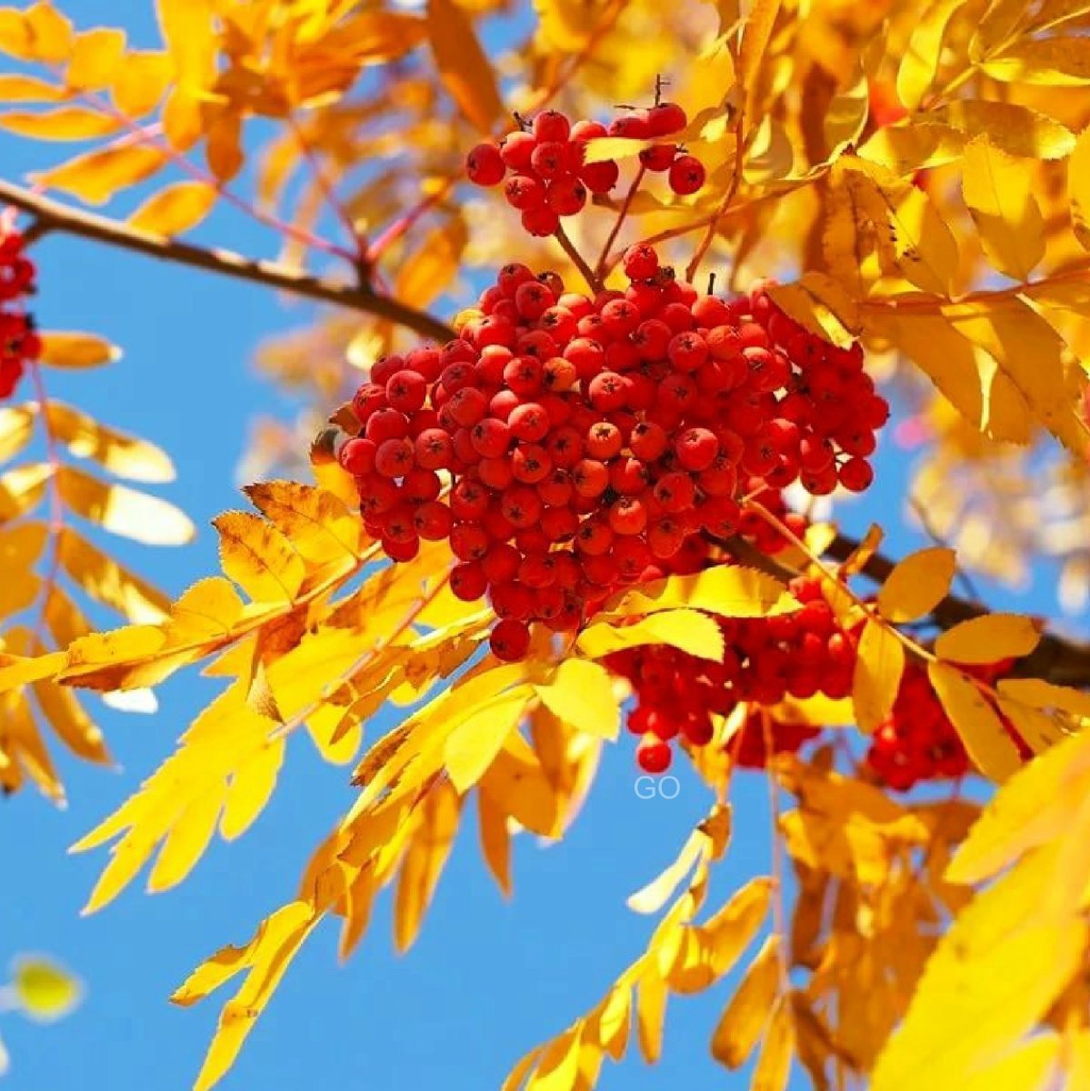 Осенняя рябина - 63 фото