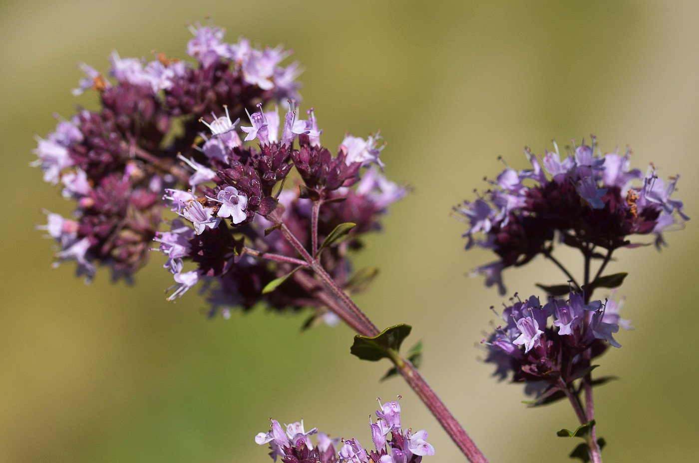 Душица обыкновенная Origanum vulgare сырье