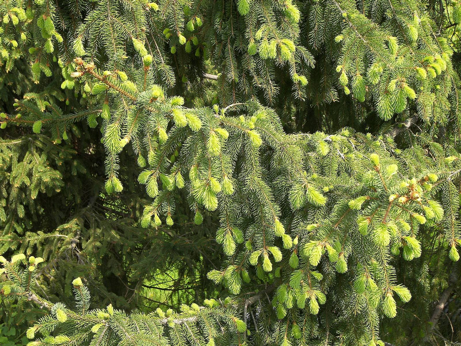 Хвойная 18. Ель финская Picea Fennica. Ель обыкновенная Конка. Ель Бревера Picea Breweriana. Ель европейская Picea Abies дерево.
