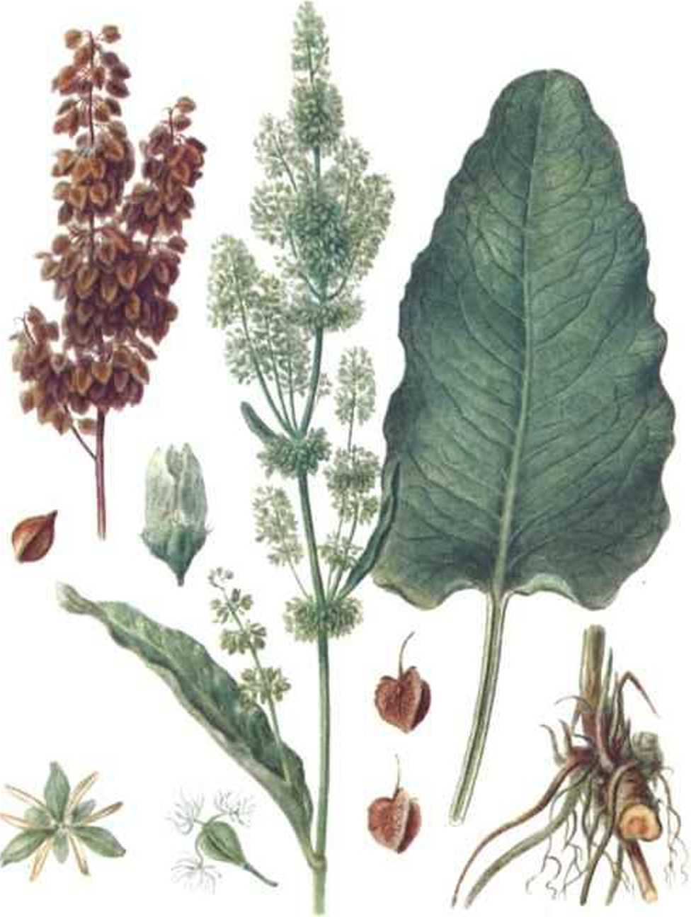 Лошадиная трава. Щавель конский (Rumex confertus Willd.). Гречишные – щавель конский. Конский щавель (Rumex crispus). Ревень конский щавель.