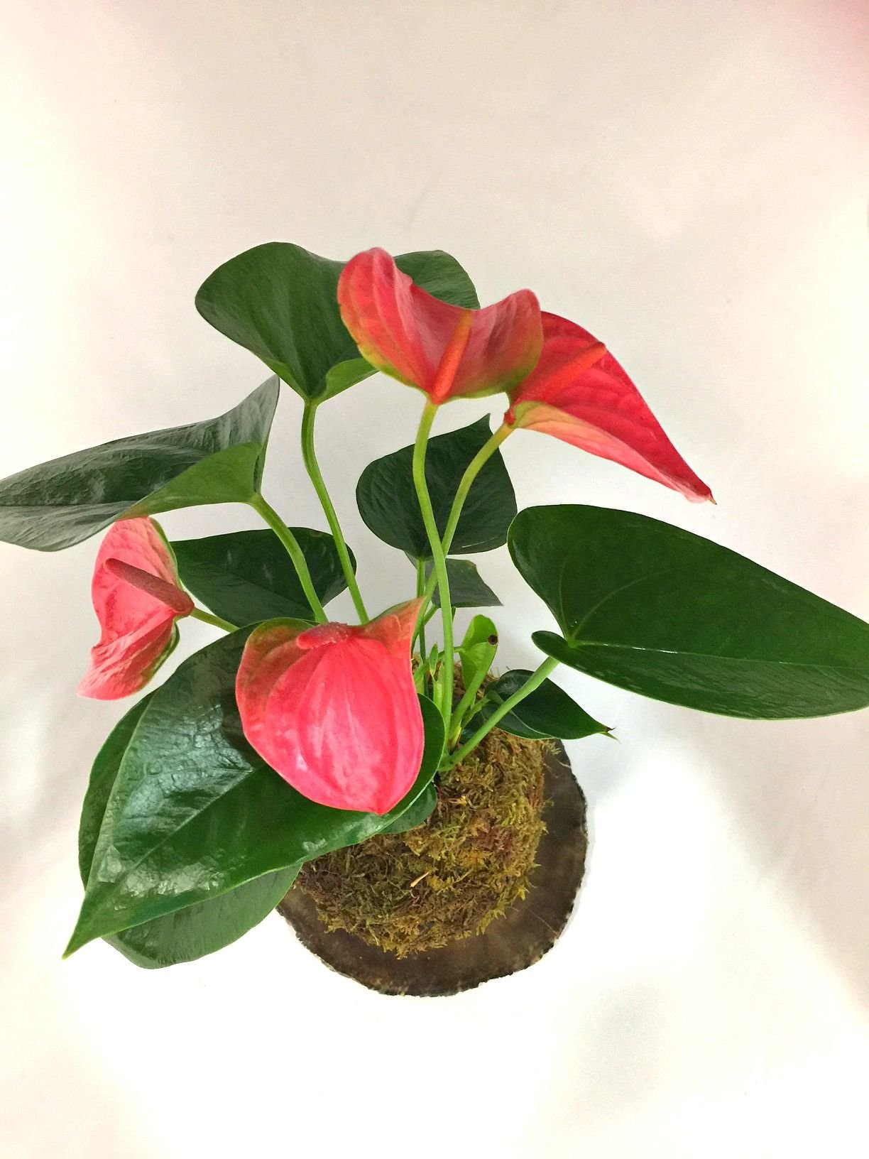 Антуриум весной. Антуриум Anthedesia Pink. Антуриум Белиза Anthurium Beliza. Антуриум Тропикал. Антуриум Alpine.