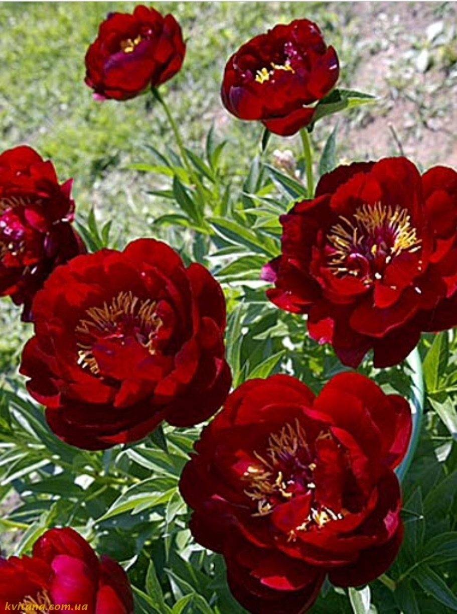 Пион бакай белле фото и описание. Пион молочноцветковый Бакай Белл. Пион Buckeye Belle. Пион Червонный Оксамит. Пион травянистый Бакай Бель.