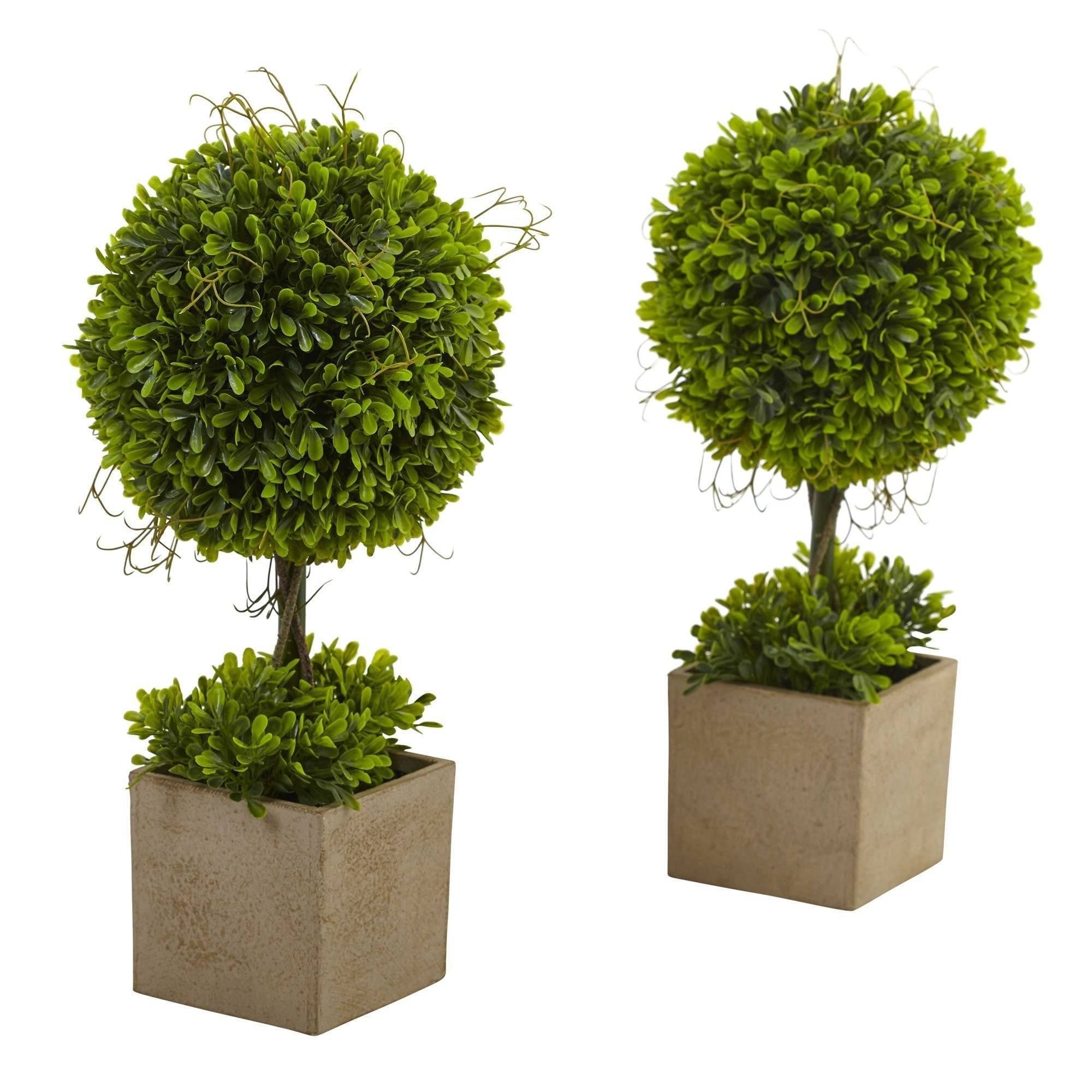 Boxwood Topiary