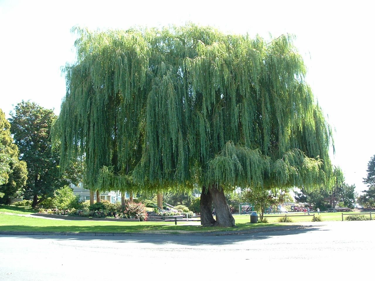 Вид ивы 3. Ива дерево. Плакучая Ива дерево. Weeping Willow растение. Ива Weeping Sally.