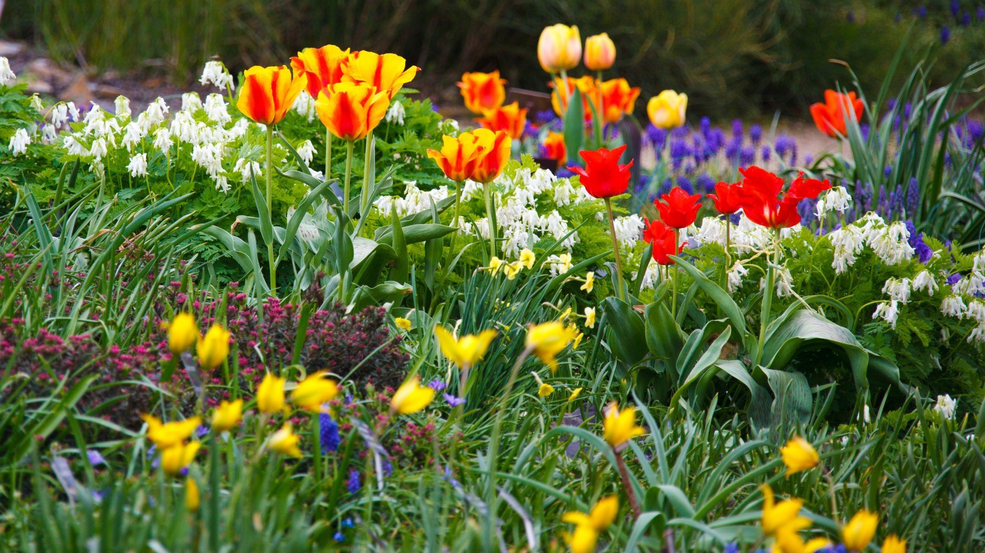 Фото весенних цветов в саду. Весенняя клумба. Клумба с цветами. Весенний цветник. Весенние цветы на клумбе.