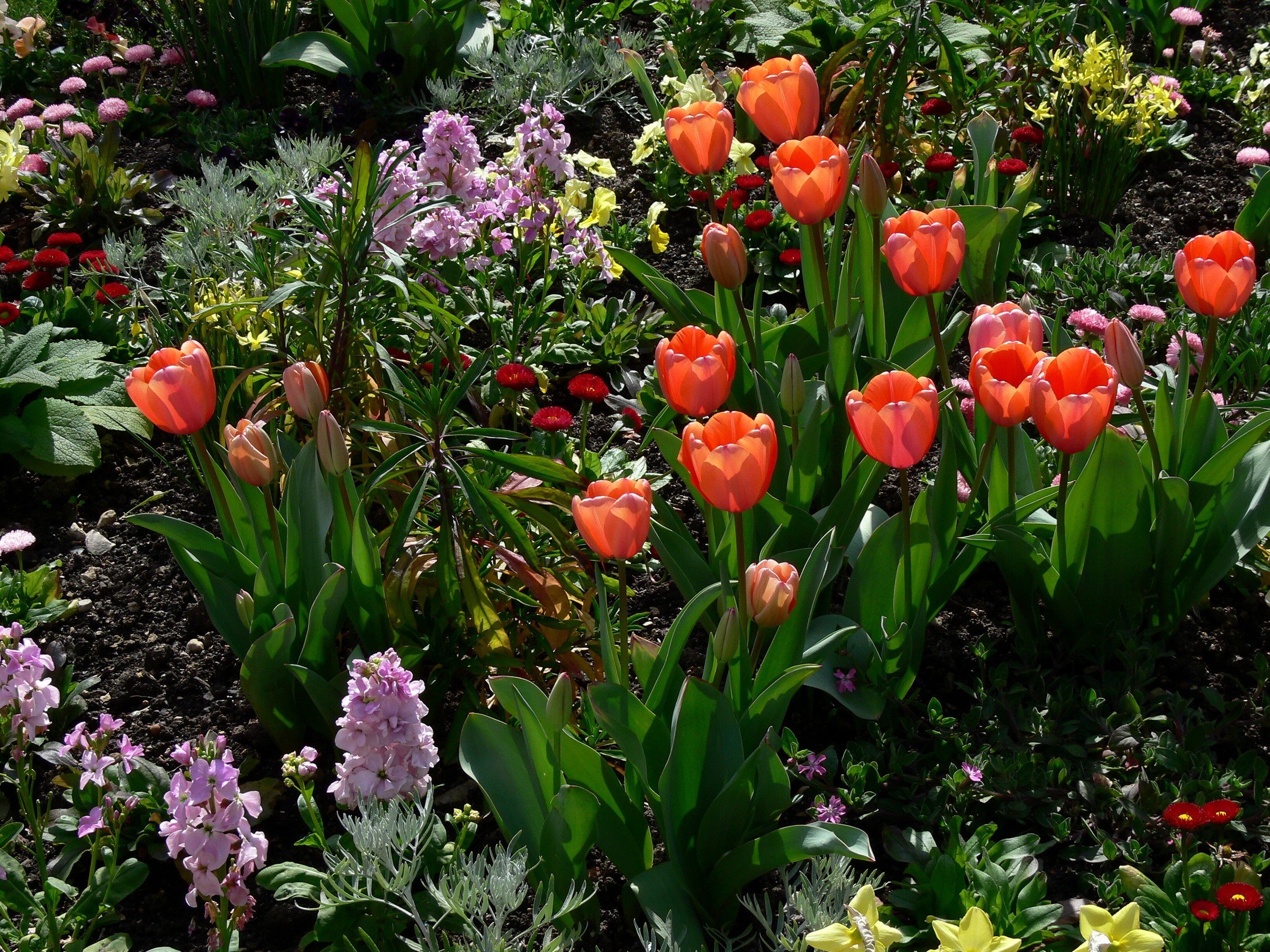 Определите несколько растений весенних цветников. Тюльпаны с многолетниками. Весенний палисадник тюльпаны. Нарциссы и тюльпаны в палисаднике.