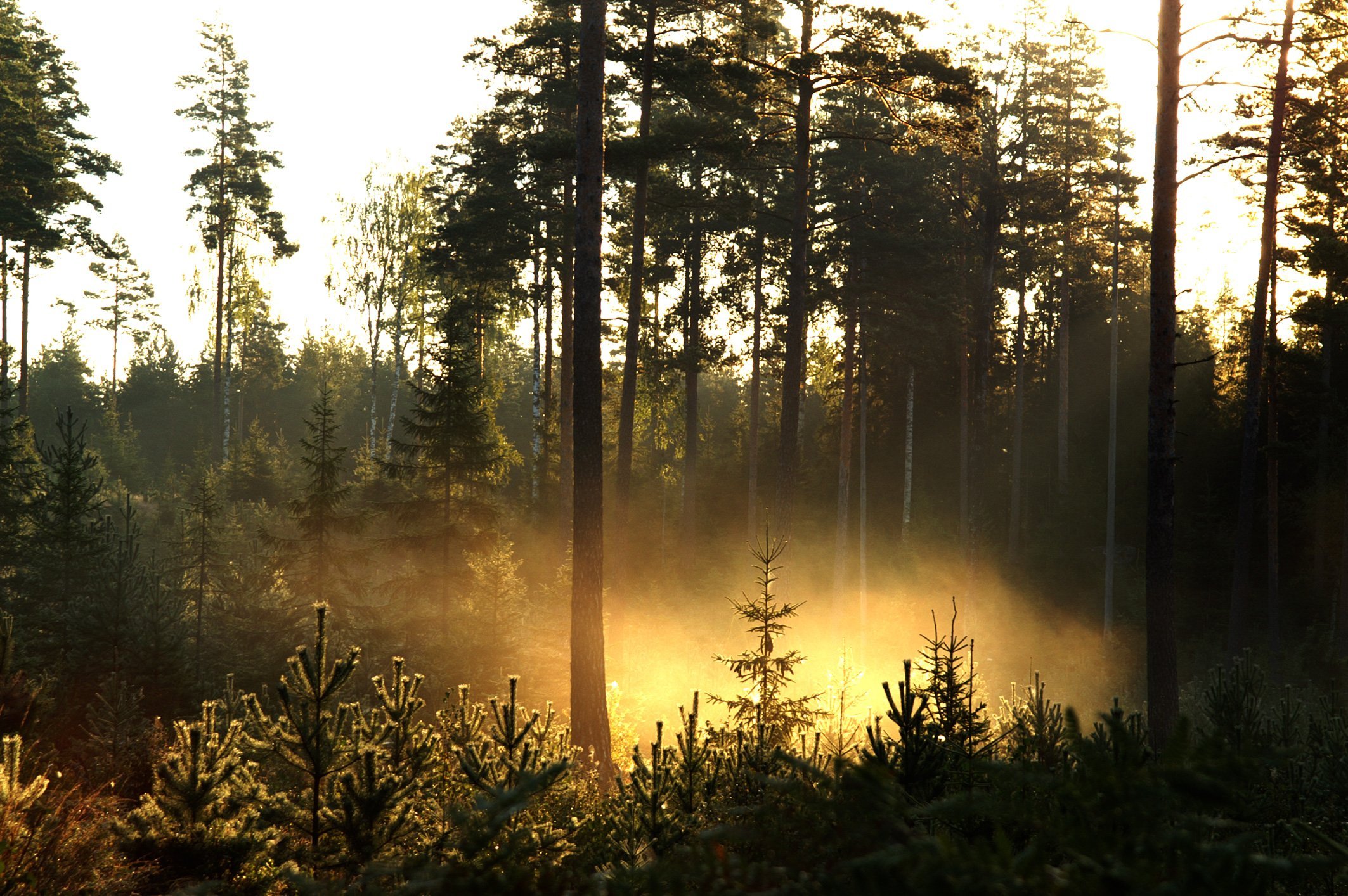 In the early morning forest. Хвойные леса Швеции. Тайга Швеции. Еловый лес. Утренний лес.