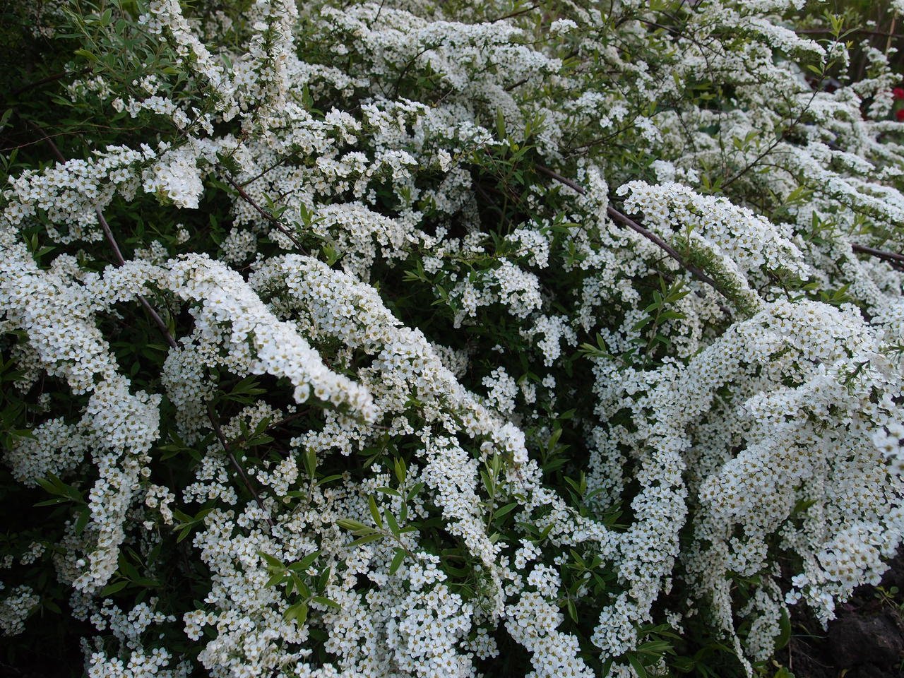 Цеанотус фото и описание кустарника. Краснокоренник фото и описание кустарника.