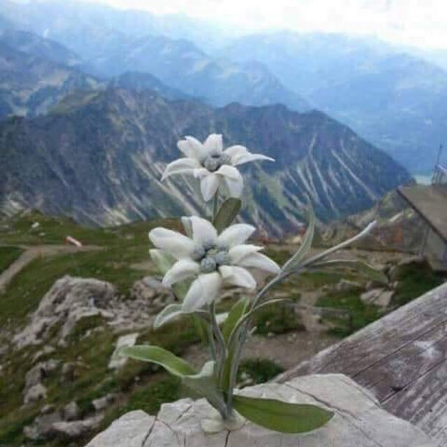 как цветет эдельвейс в горах