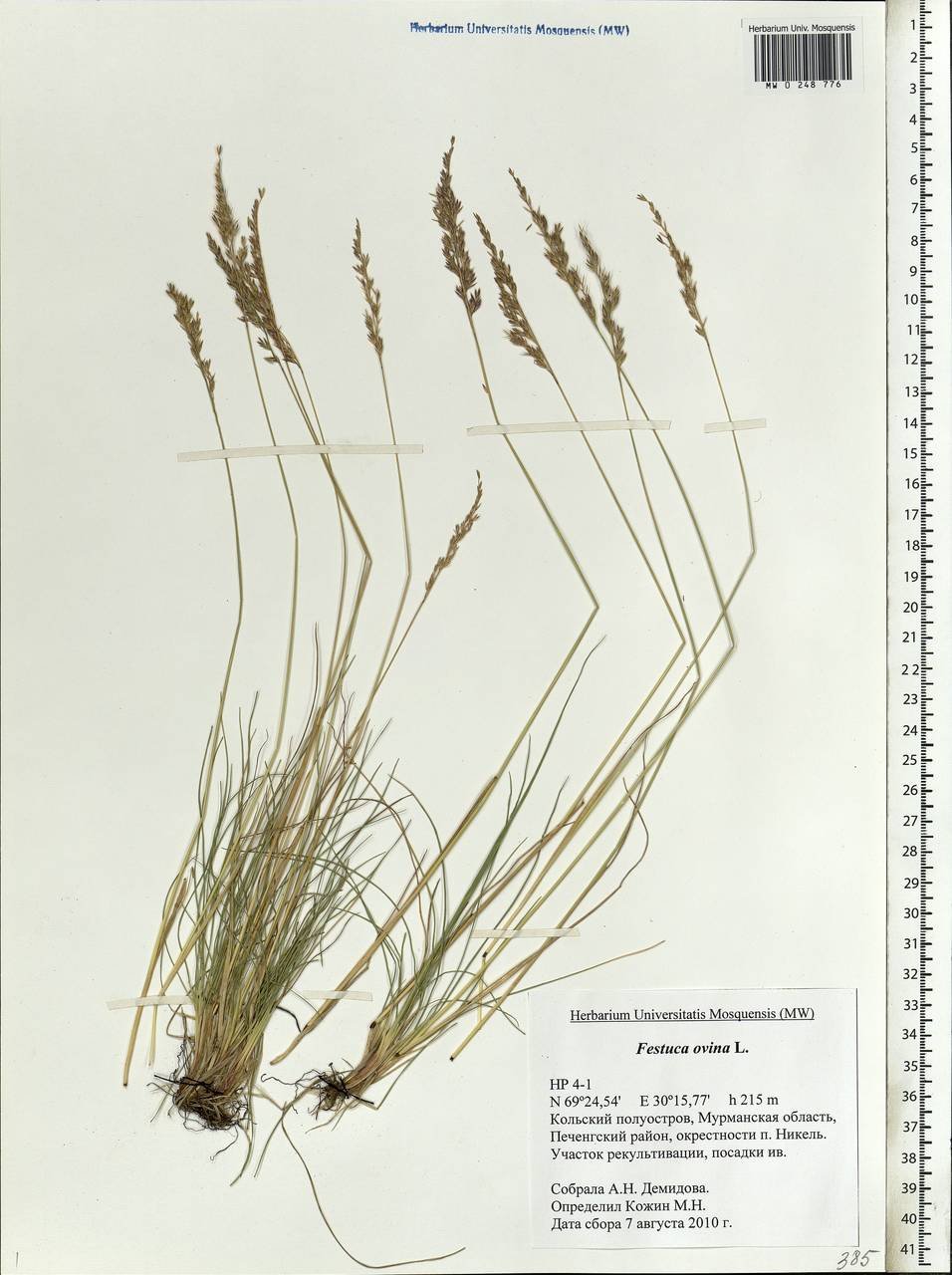 Овсяница гигантская. Овсяница овечья Festuca ovina. Овсяница Готье. Овсяница ложнобороздчатая.