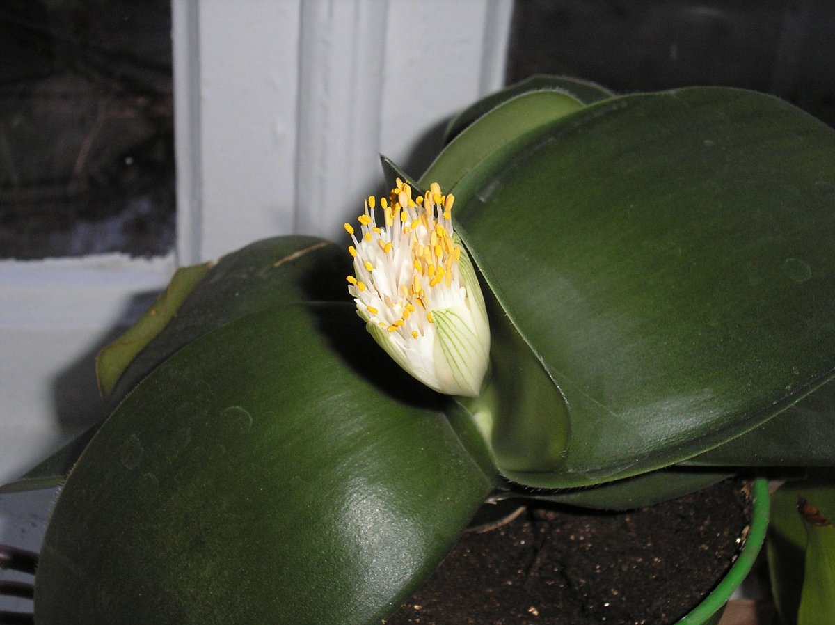 Гемантус цветок - 65 фото