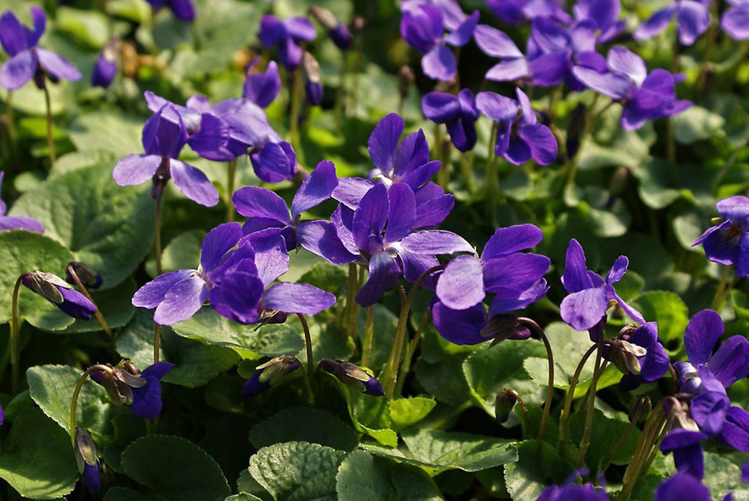 20 видов цветов. Фиалка душистая Пармская. Фиалка душистая Konigin Charlotte. Viola odorata фиалка душистая. Виола (фиалка) душистая Konigin Charlotte.