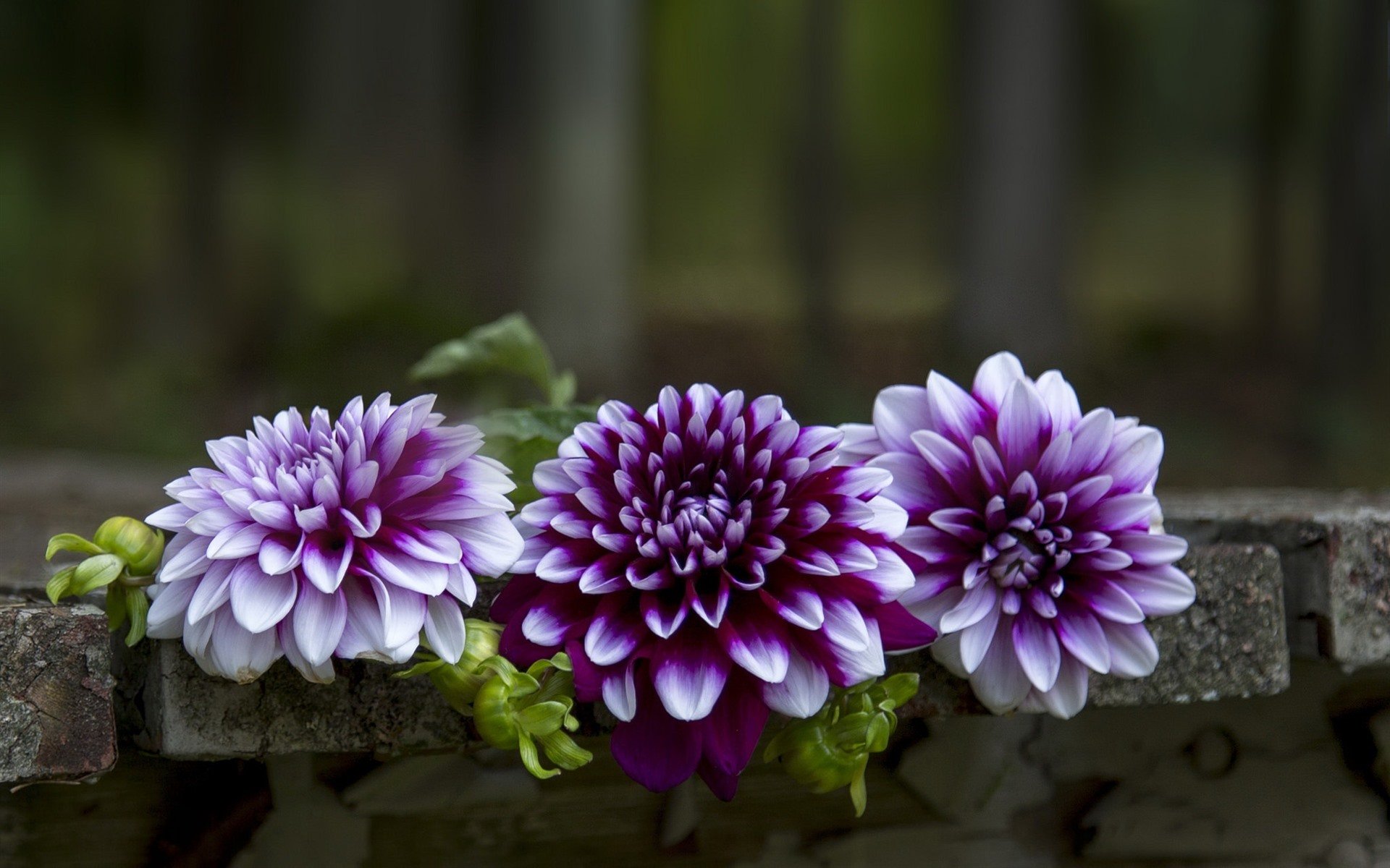 Георгины Purple Bouquet