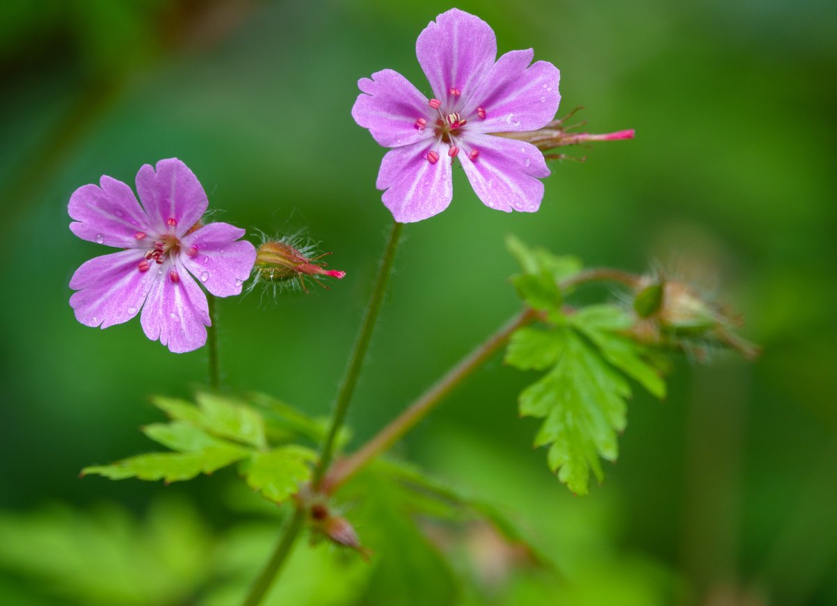 Geranium robertianum