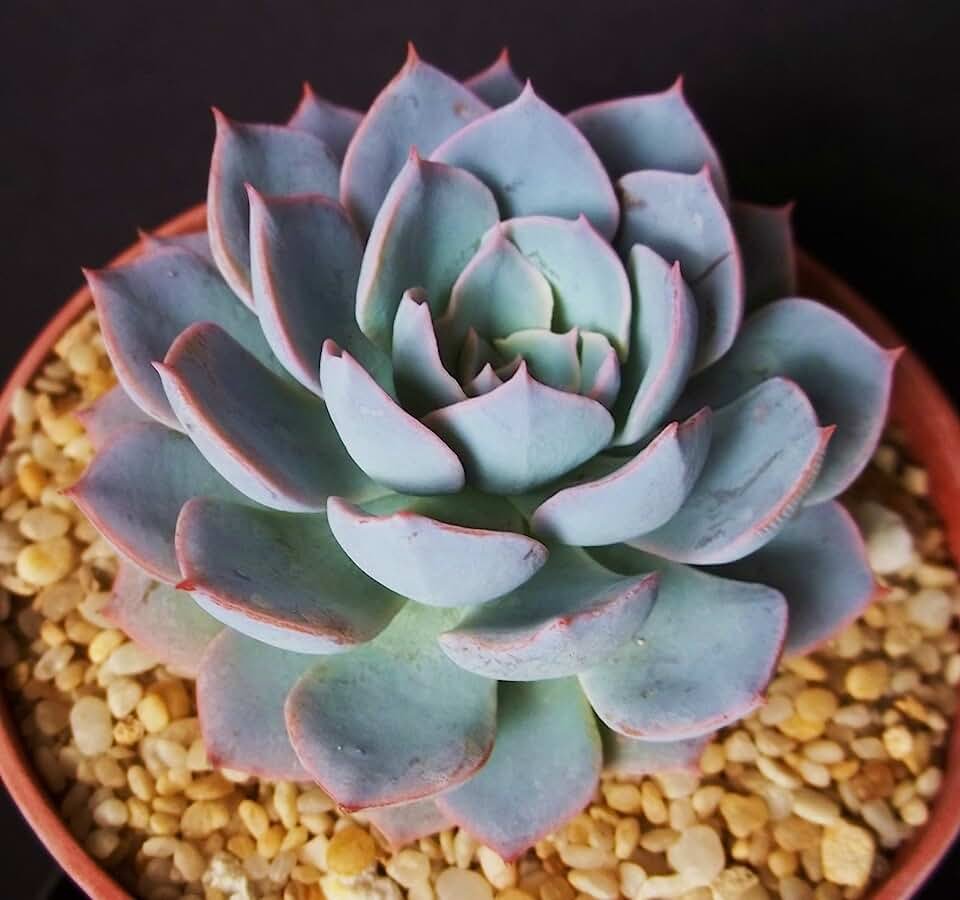 РЎСѓРєРєСѓР»РµРЅС‚ Echeveria peacockii