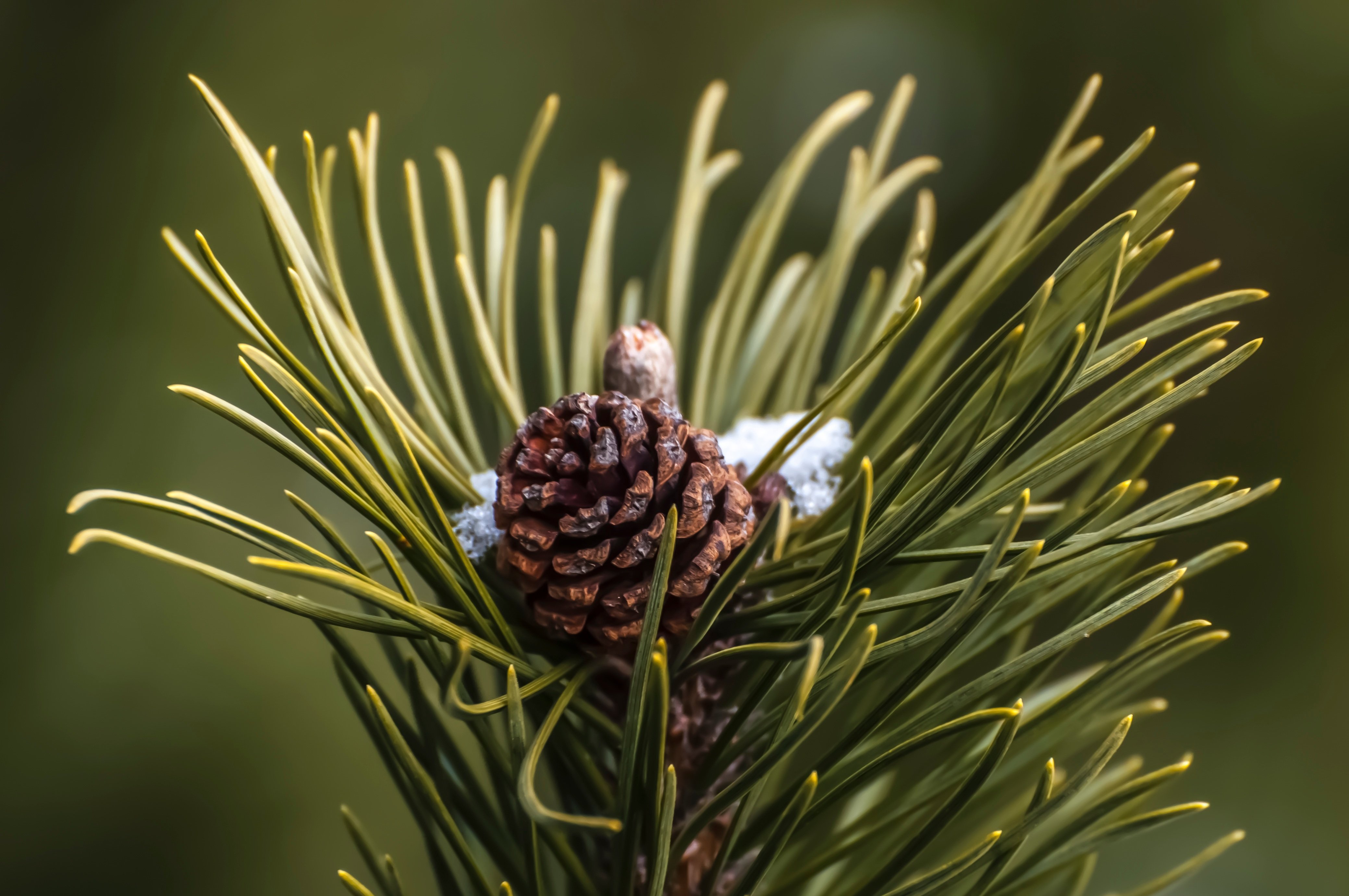 Без хвойный. Pinus sibirica шишки. Сосна густоцветковая шишки. Сосна Кедровая стланиковая шишки. Хвоинки сосны кедровой.