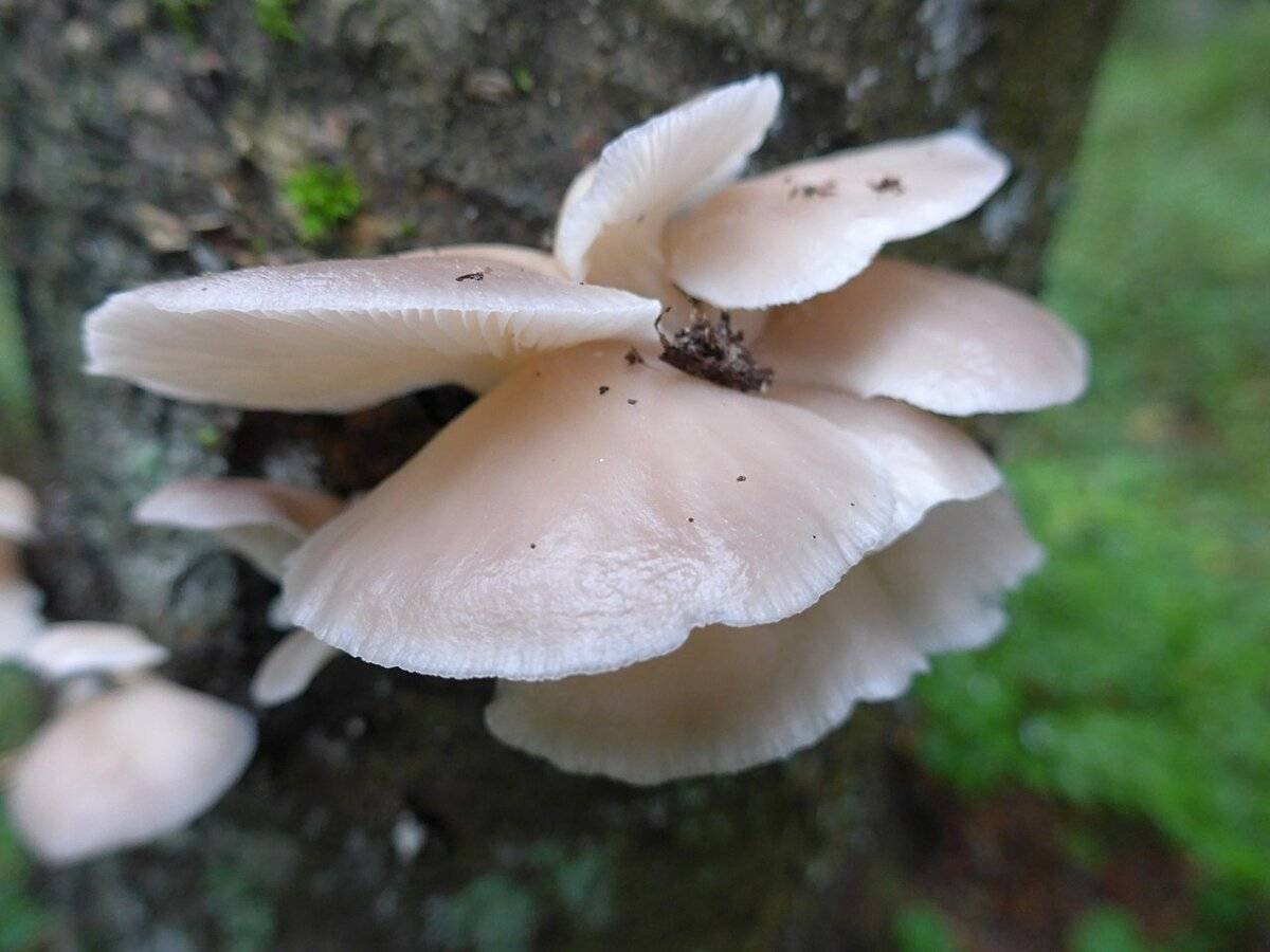 Белые вешенки грибы. Гриб легочная вешенка. Вёшенка лёгочная Pleurotus pulmonarius. Вёшенка обыкновенная съедобные грибы. Вёшенка беловатая.