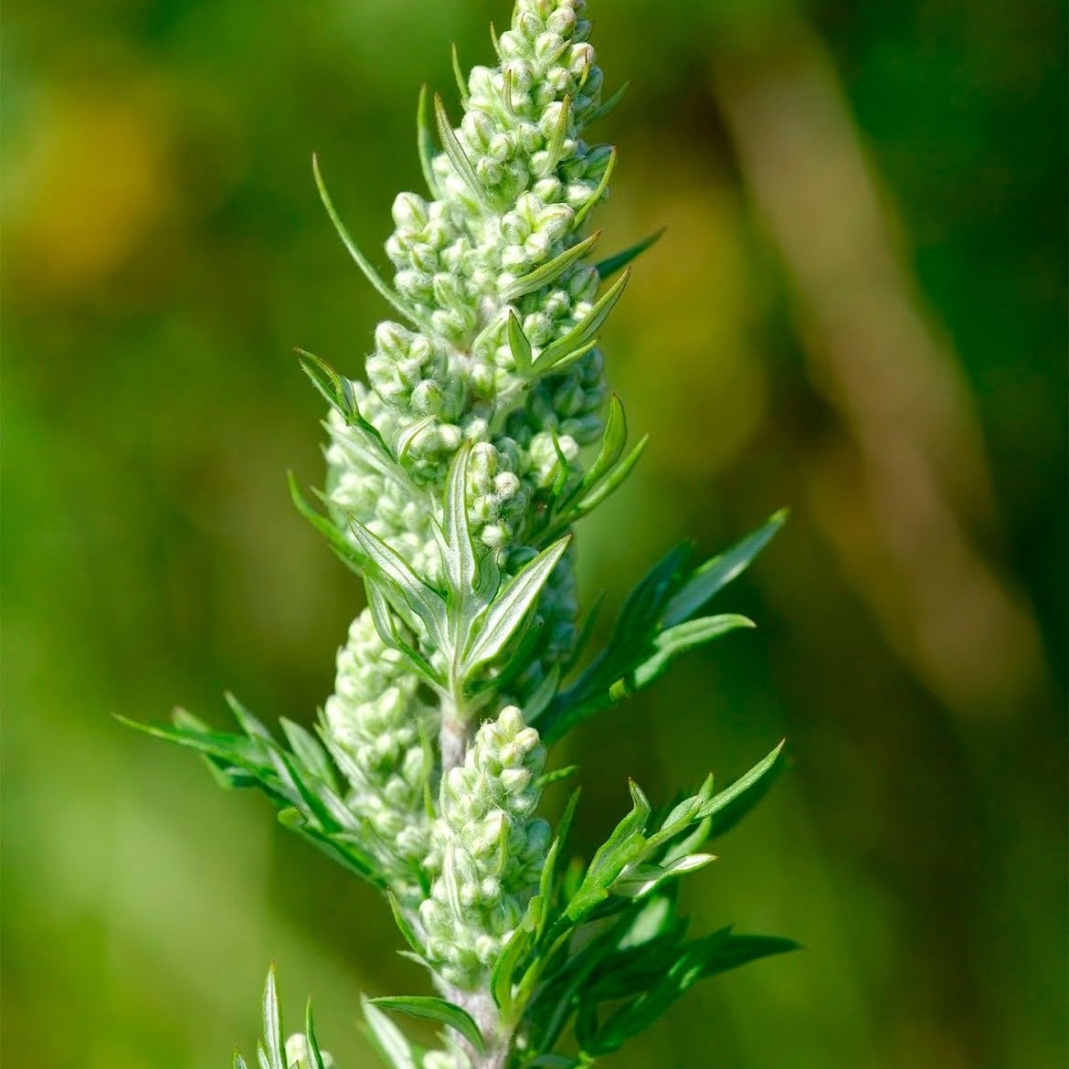 Полынь обыкновенная латынь. Полынь обыкновенная (Artemisia vulgaris). Полынь чернобыльник Artemisia vulgaris. Полынь обыкновенная чернобыльник. Полынь Mugwort.