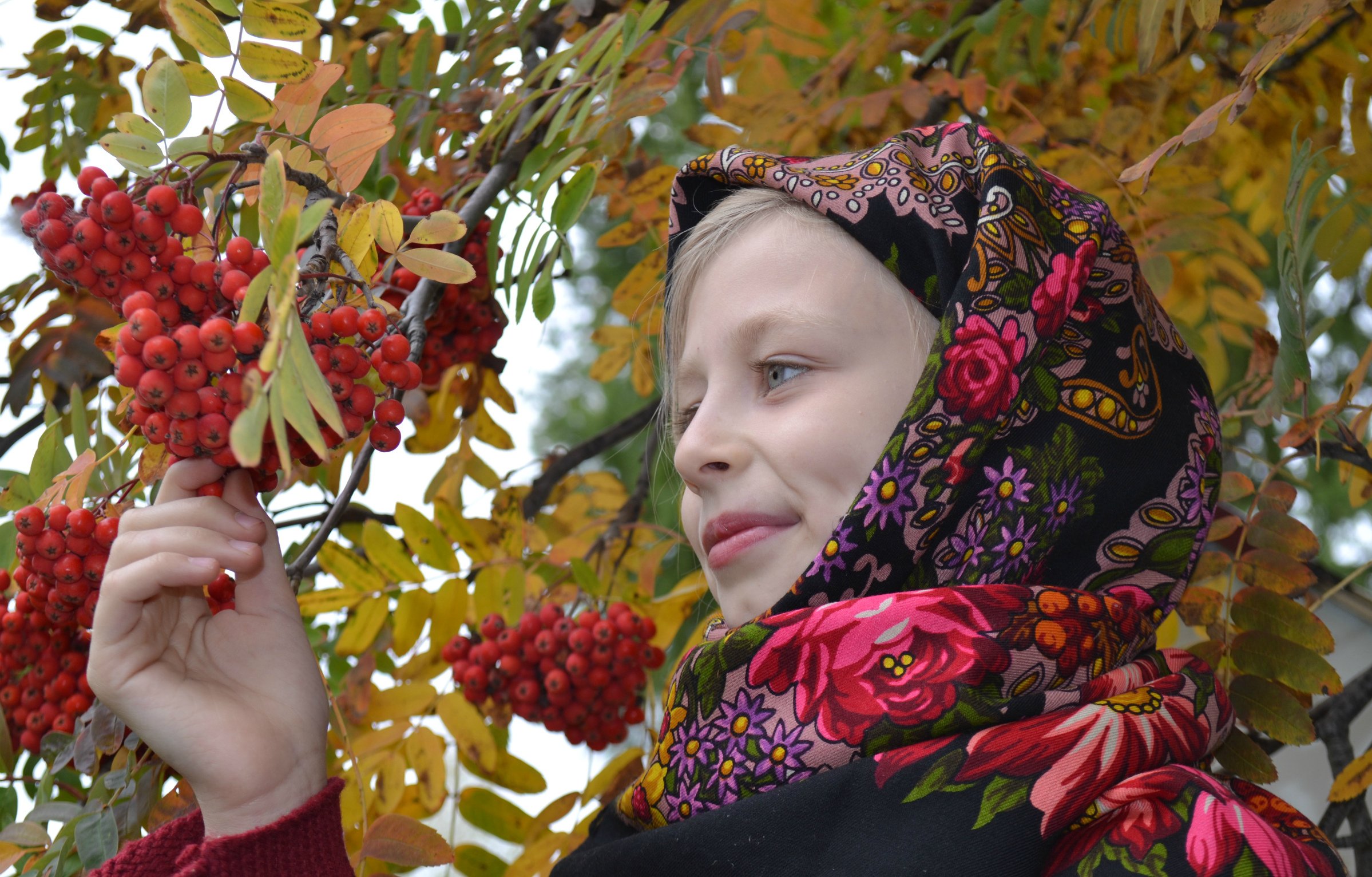 Песня калина рябина. Осень деревня рябина. Тополь и рябина. Сбор рябины. Девушка собирает рябину.