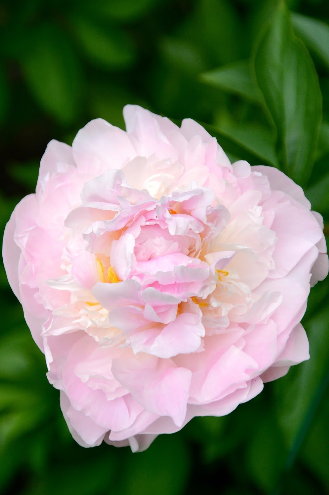 Madame claude tain. Пион мадам Клод Тейн. Пион мадам Верневиль. Пион lactiflora Madame Calot. Пион мадам Буланже.