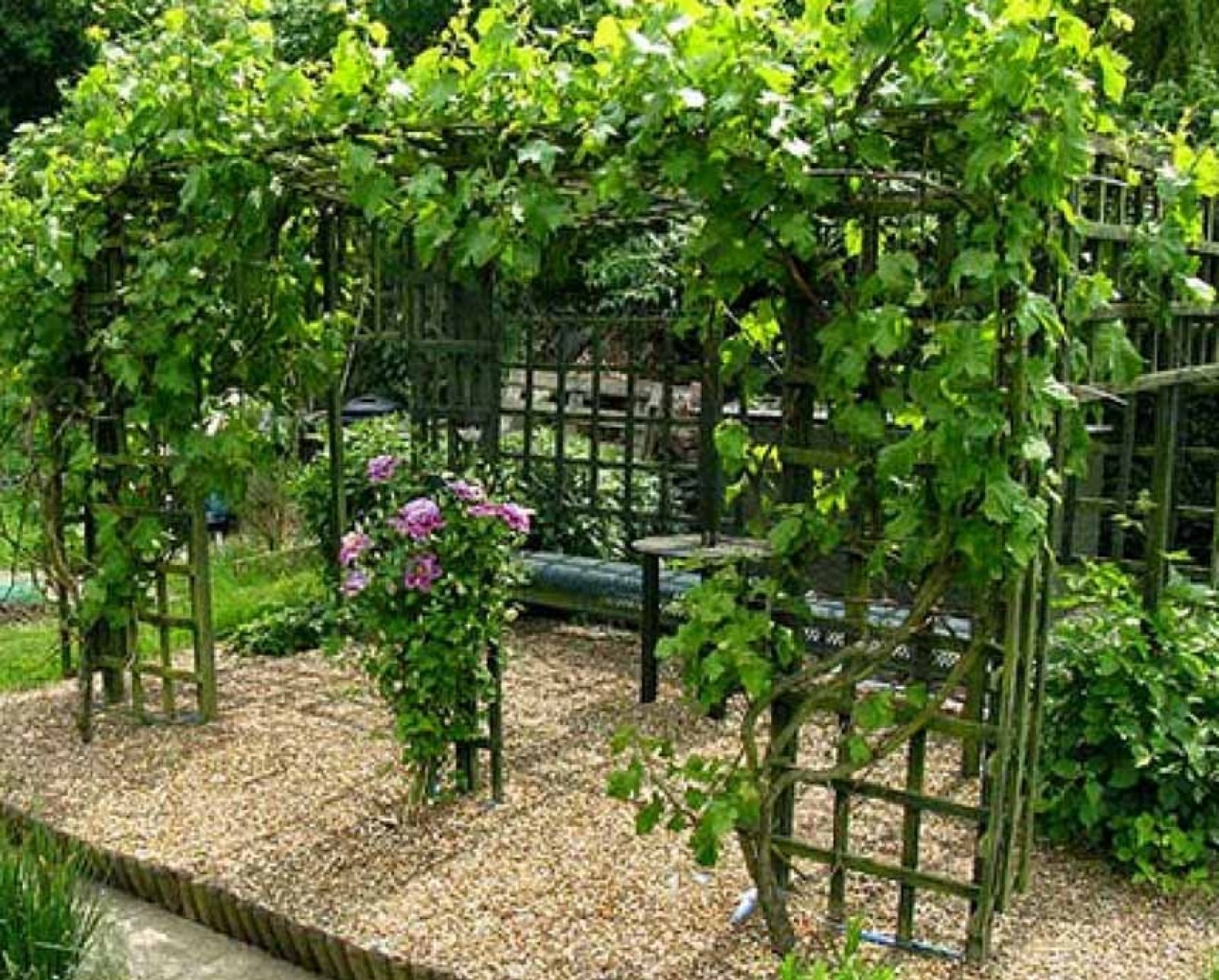 Шпалера для винограда своими руками: фото, чертежи, советы | В саду (irhidey.ru)